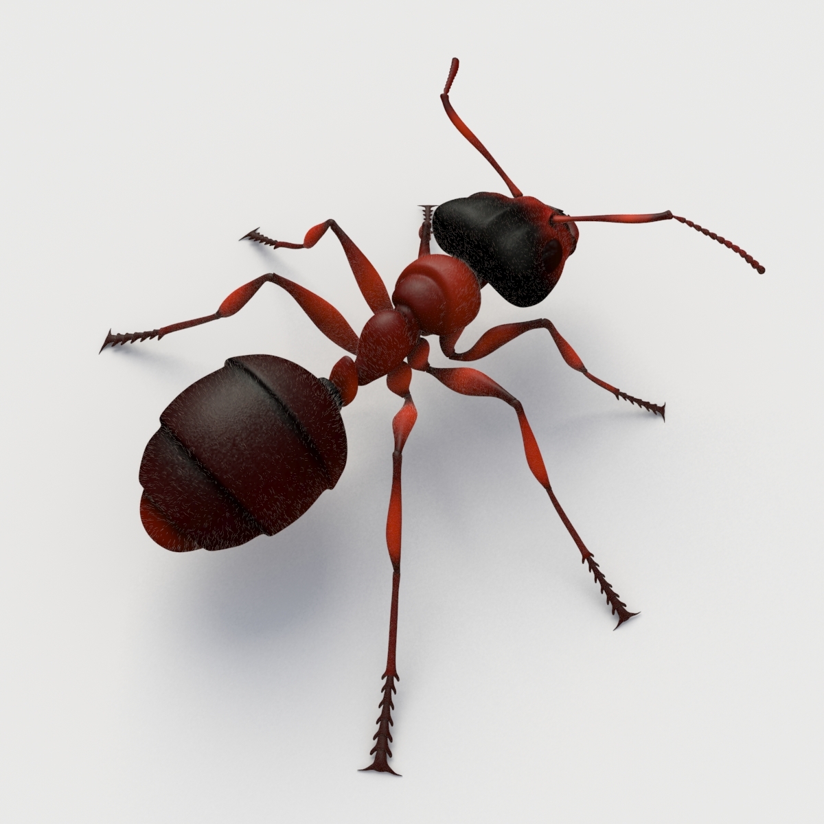 蚂蚁(rigged)3d模型
