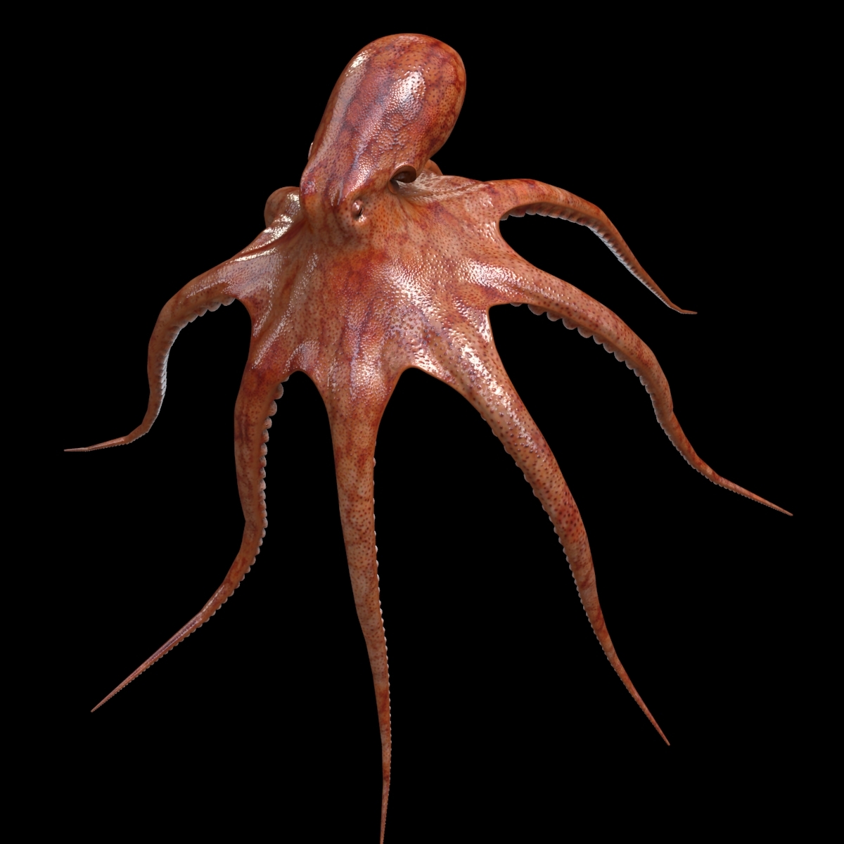 octopus