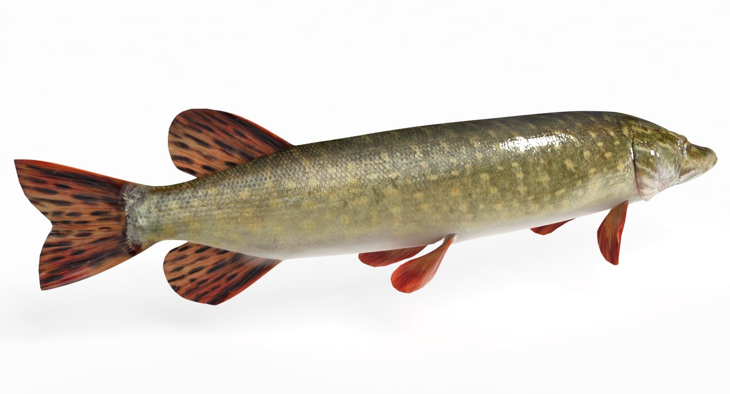 pike fish animation 3d model