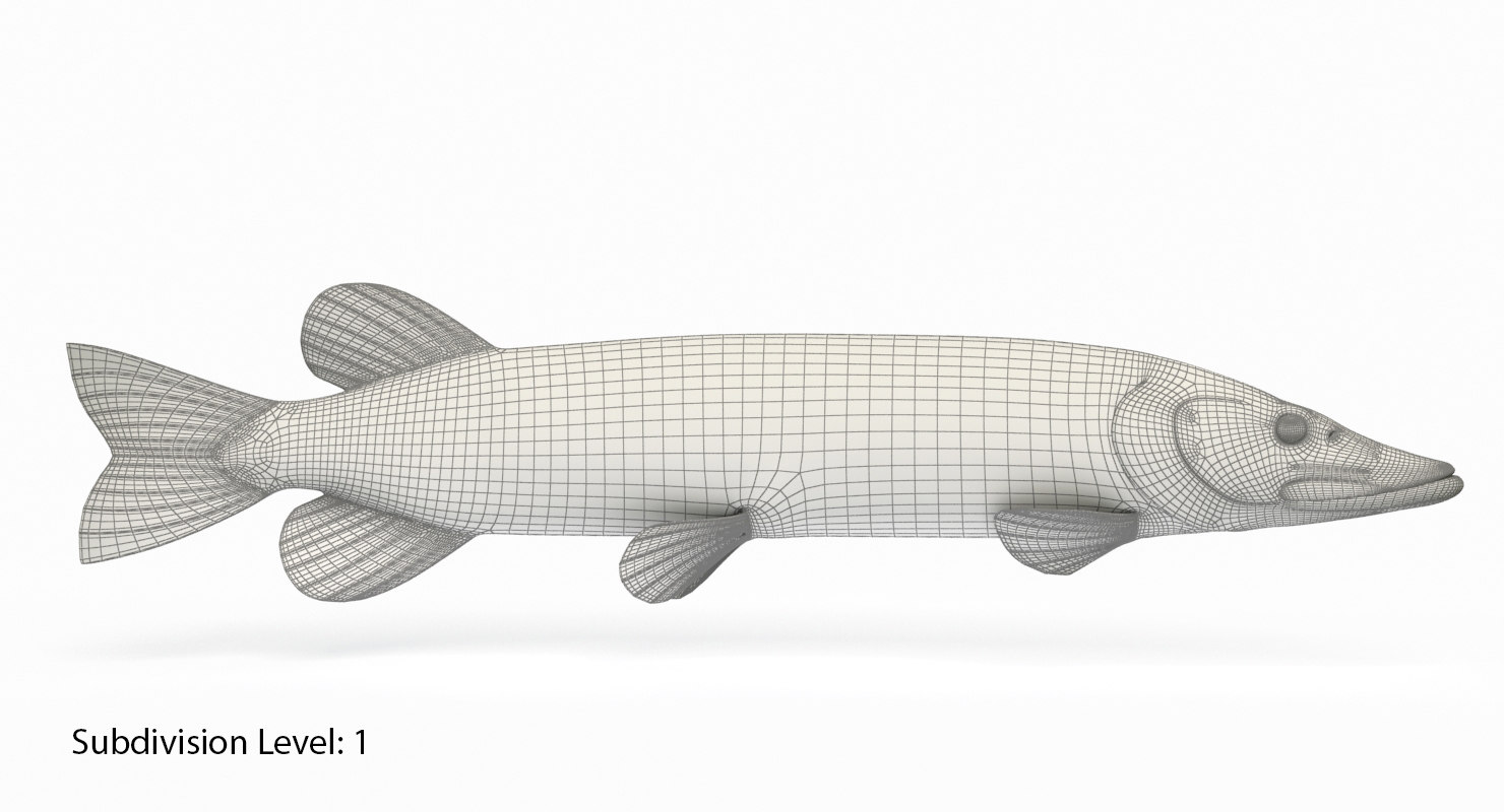 pike fish animation 3d model