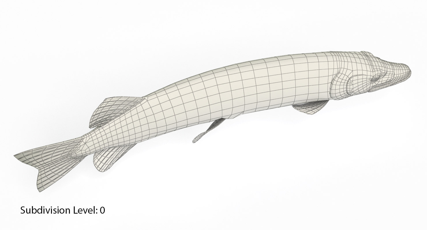 pike fish animation 3d model