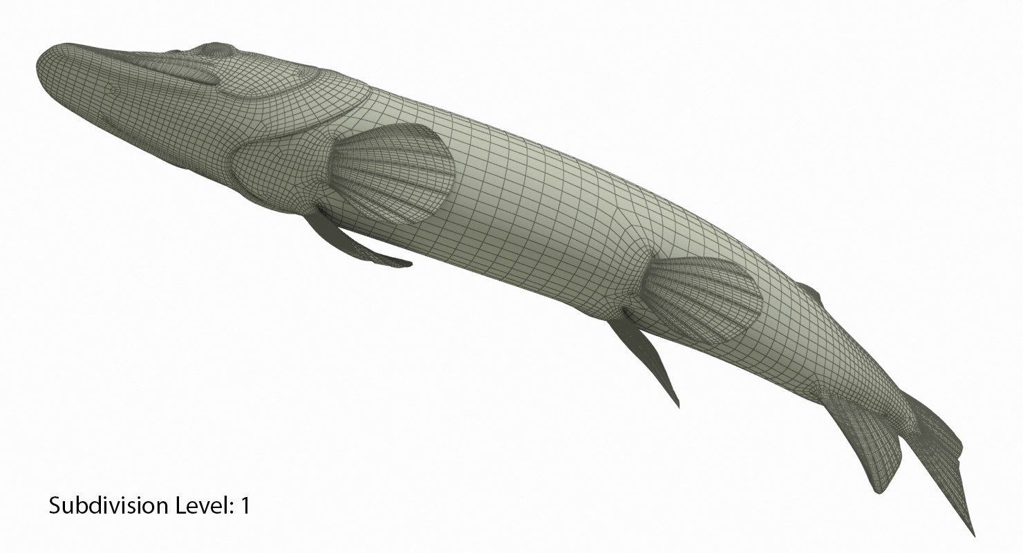 pike fish animation 3d model