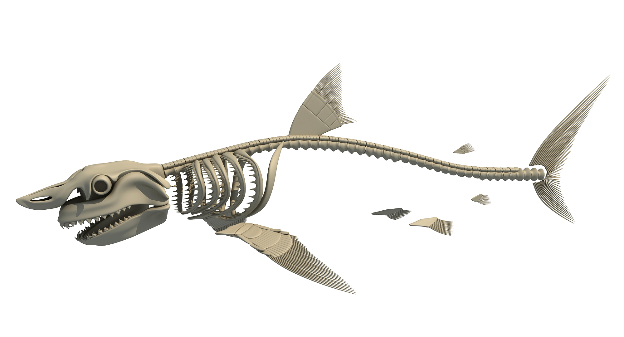 白鲨和海豚骷髅3d模型