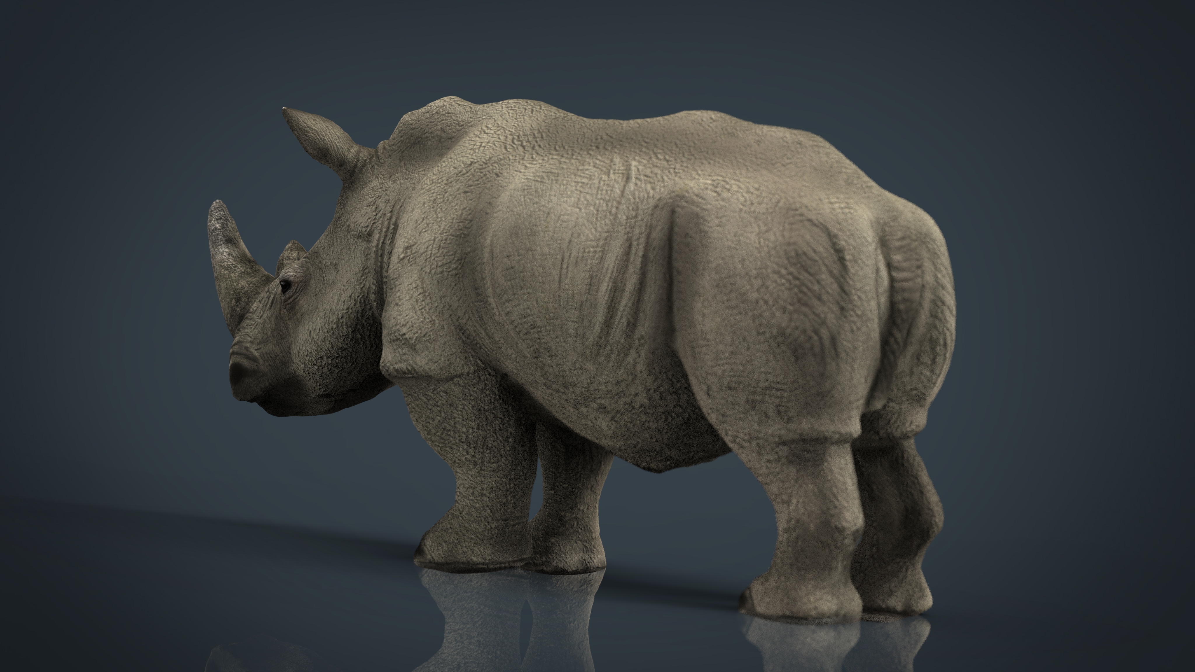 white rhinoceros