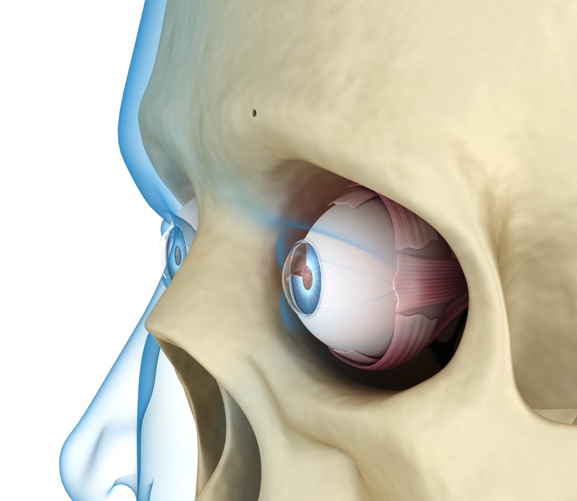 eye anatomy inner structure