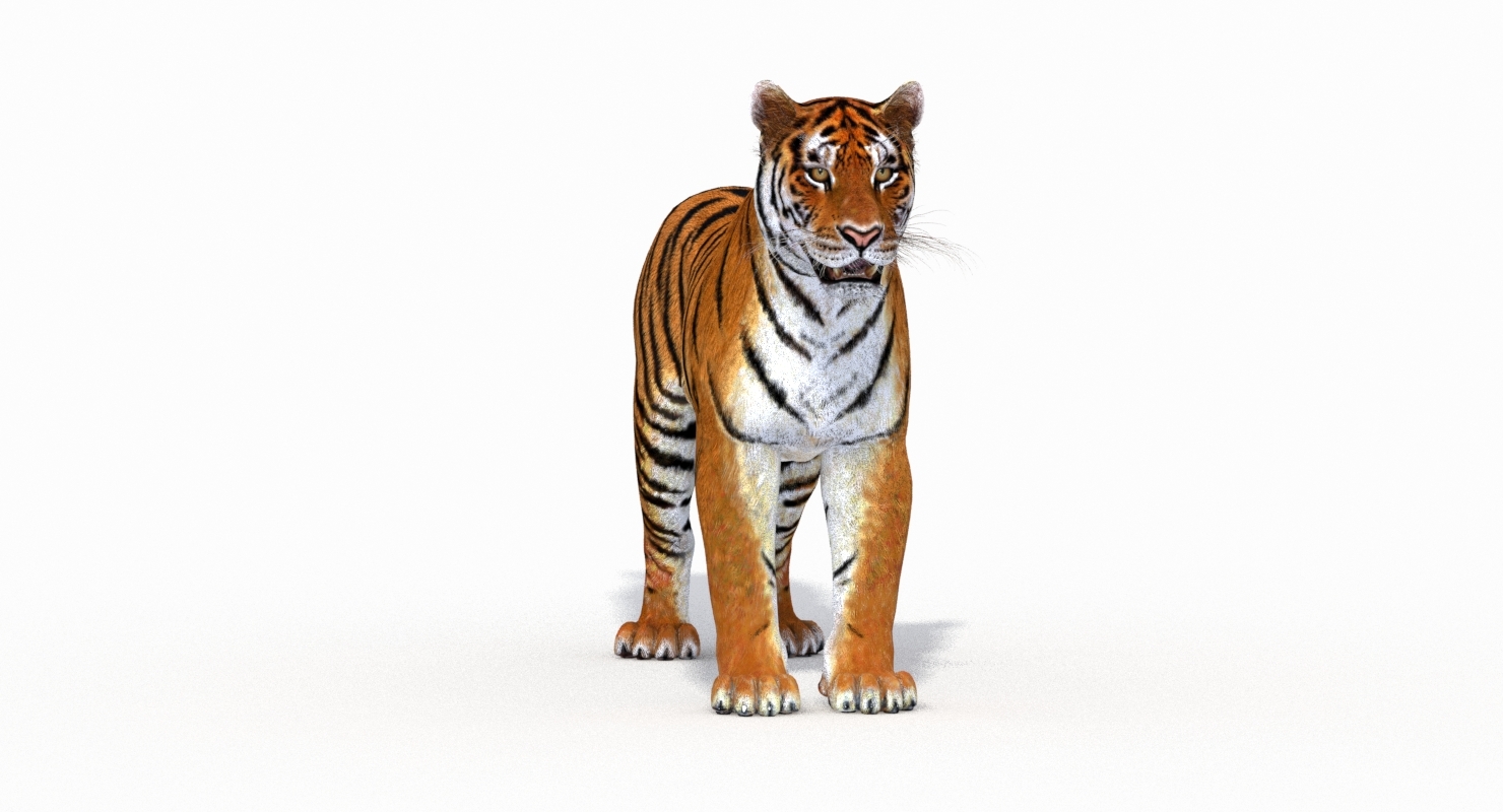 amur tiger 3d model