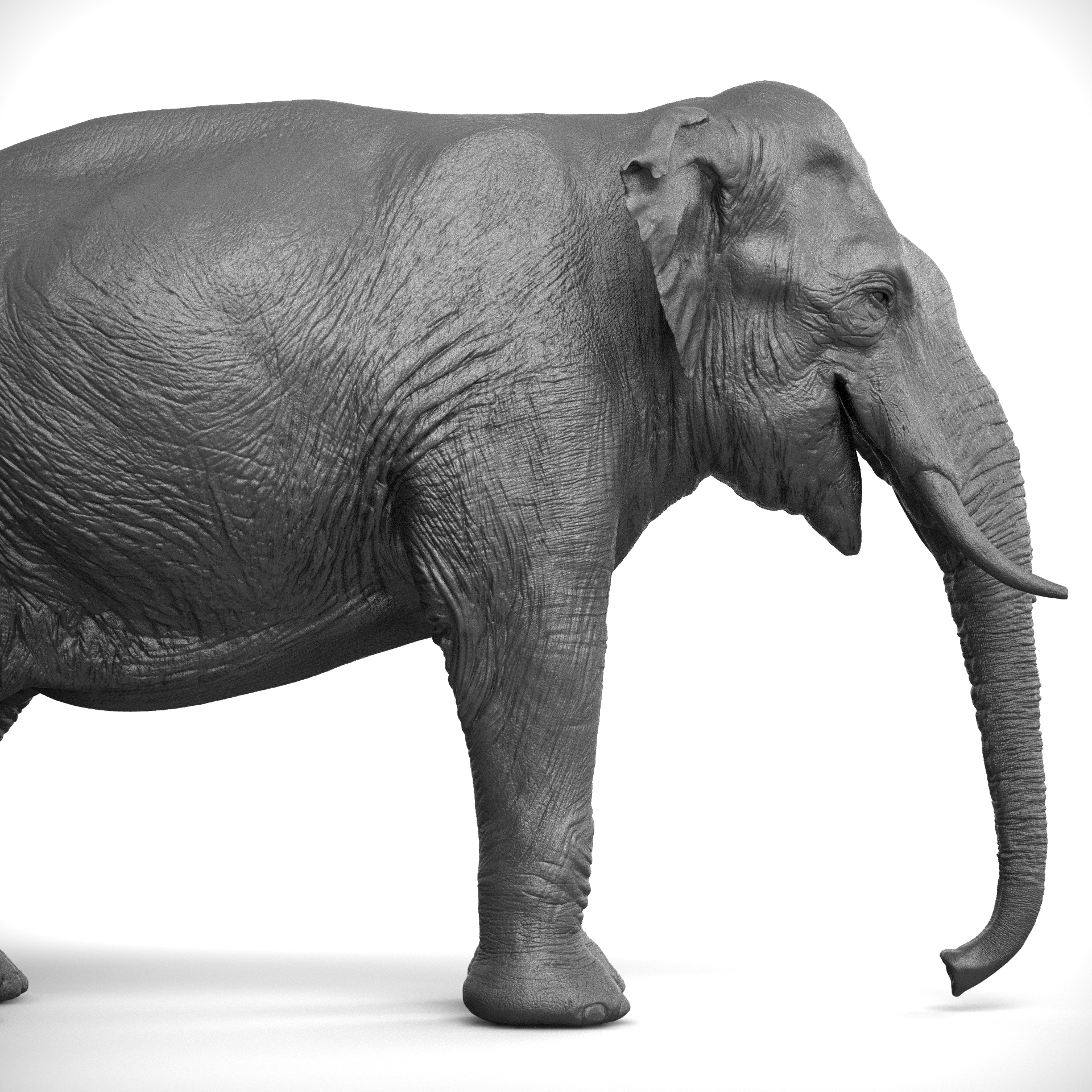 3d asian elephant