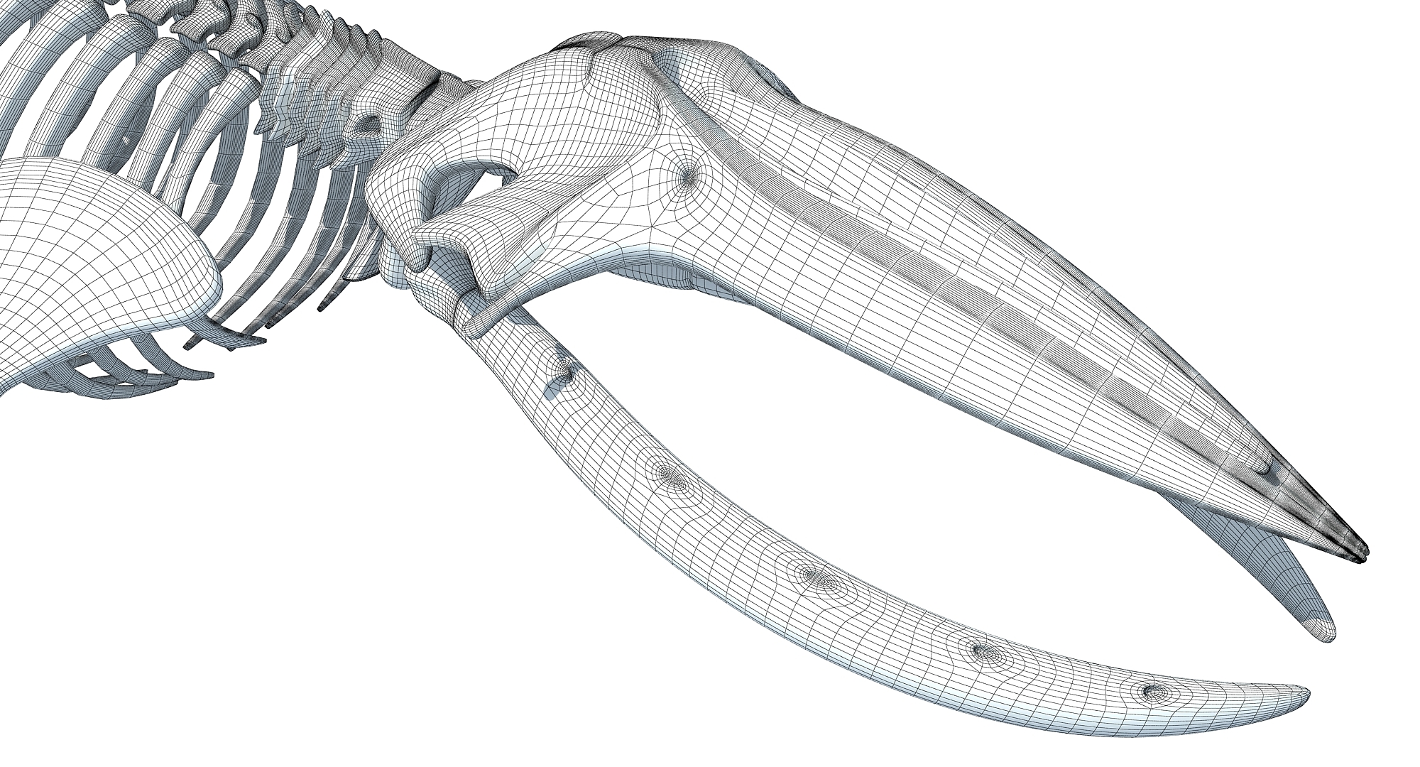 驼背鲸骨架3d模型