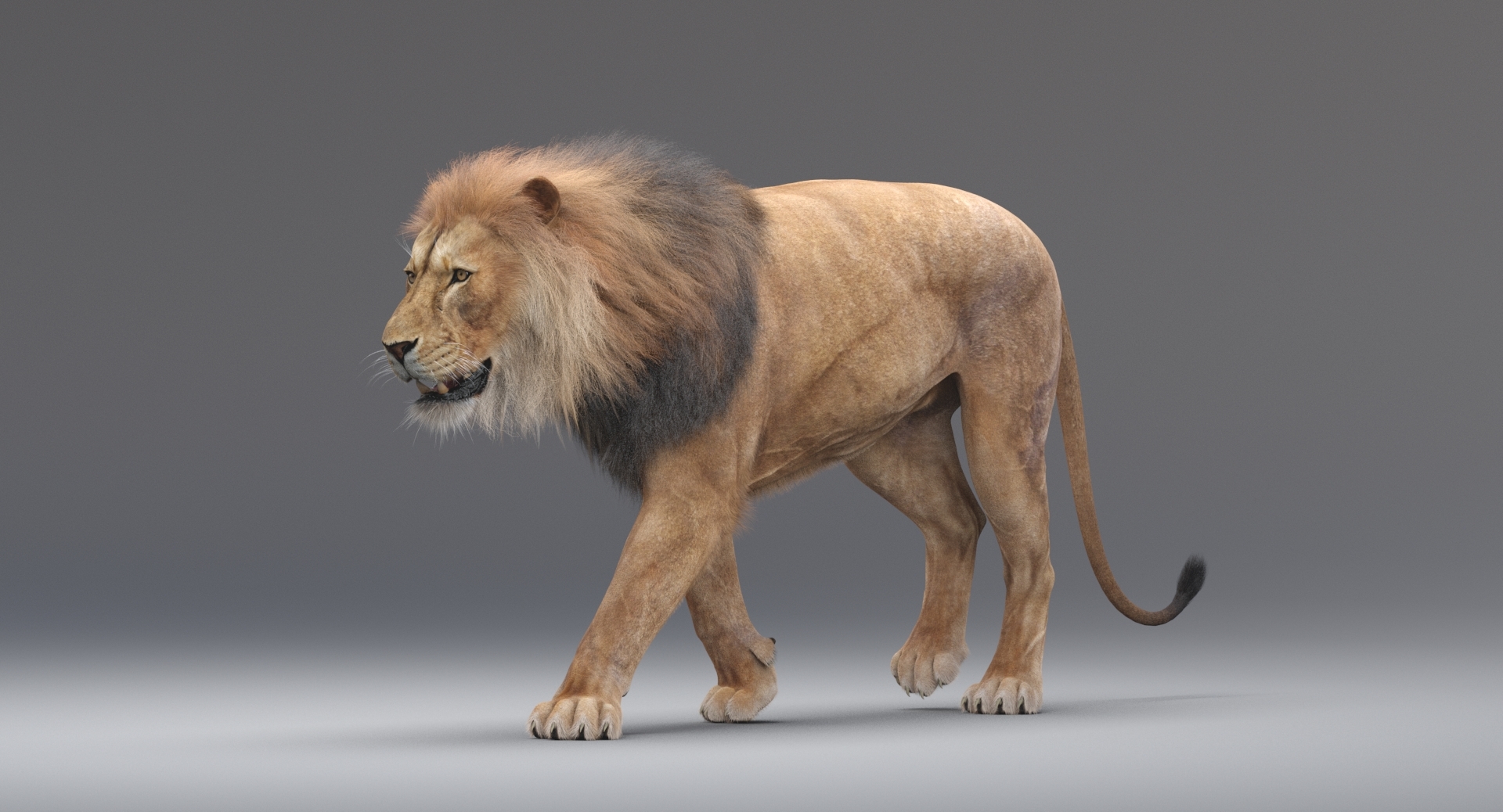 lion rigged (fur) 3d model