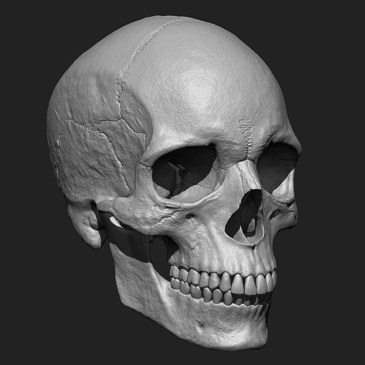 人类头骨zbrush模型3d模型