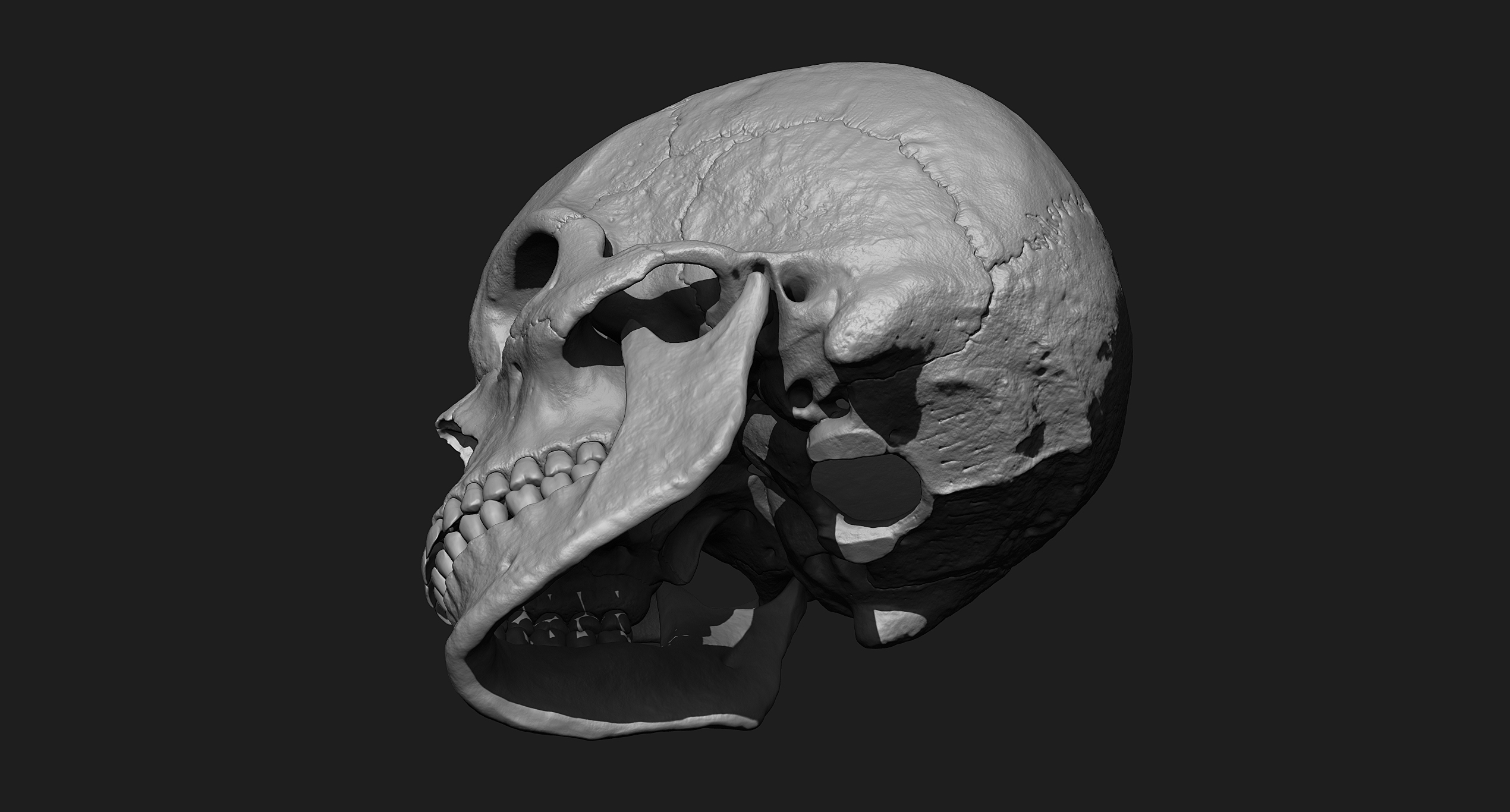 人类头骨zbrush模型3d模型