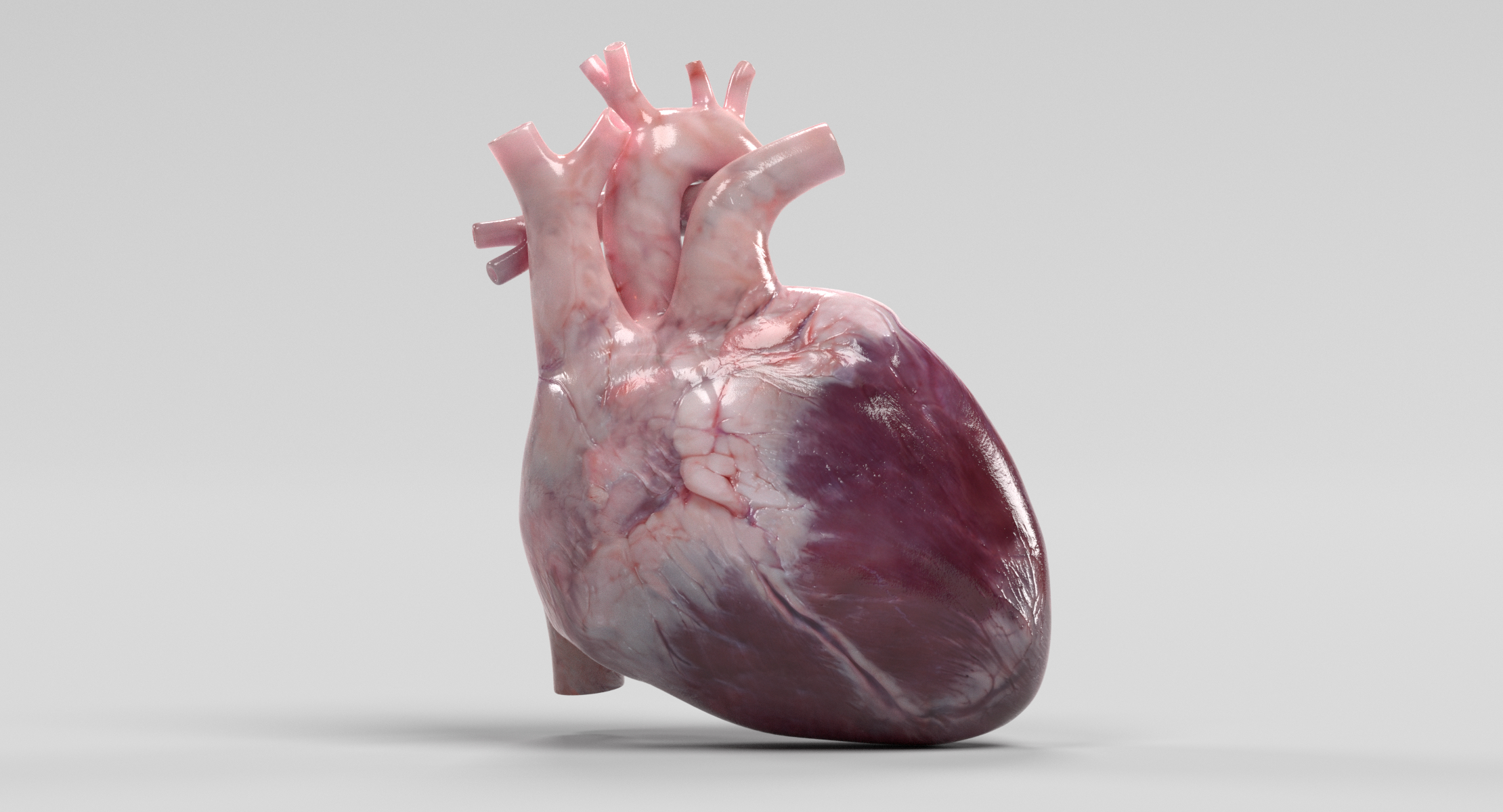 人的心脏3d模型