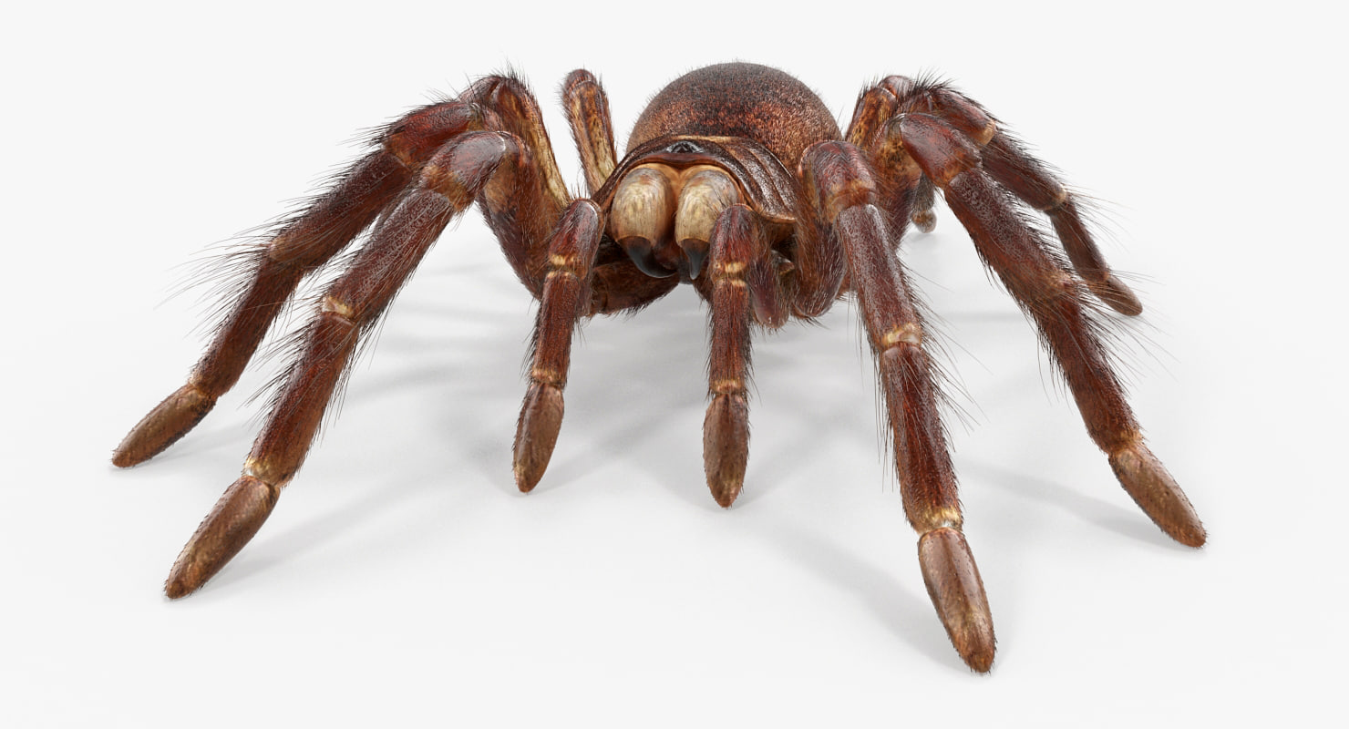 goliath birdeater with fur rigged 3d model