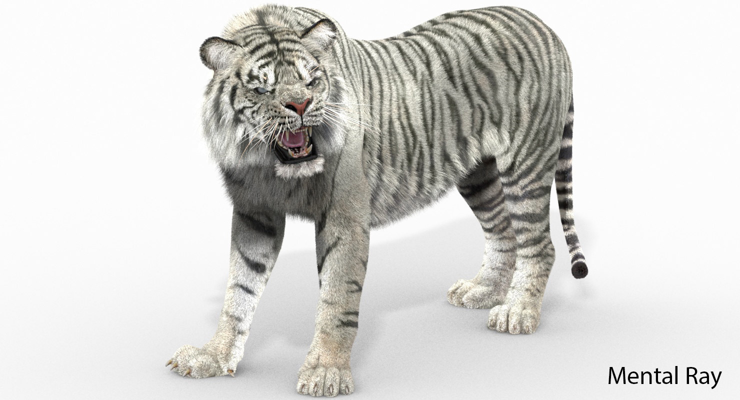 white sumatran tiger (fur, animated) 3d model