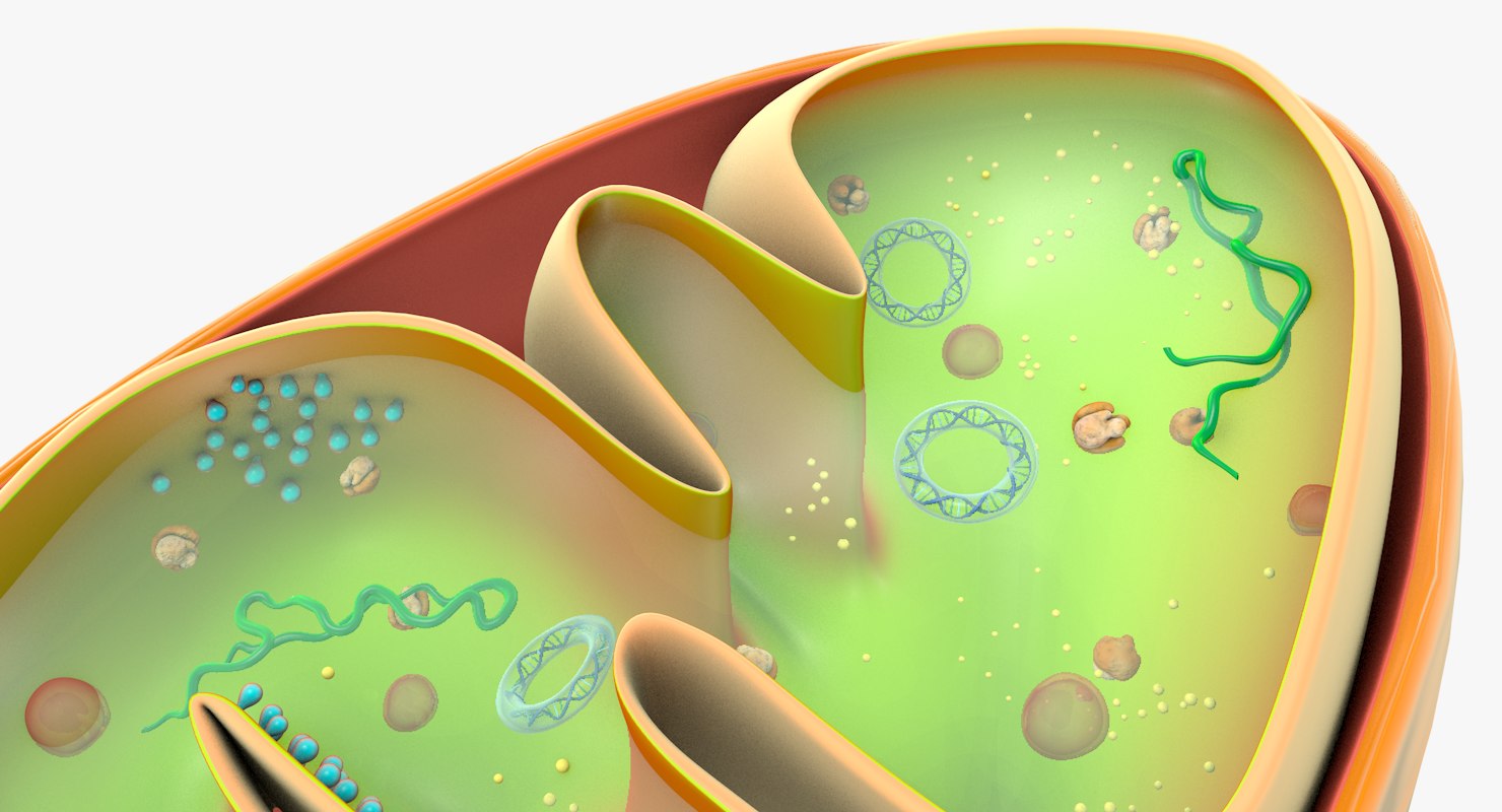 mitochondria model