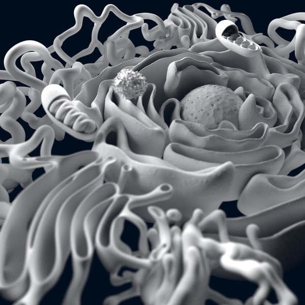 Cell Reticulum Endoplasmic D Model Turbosquid