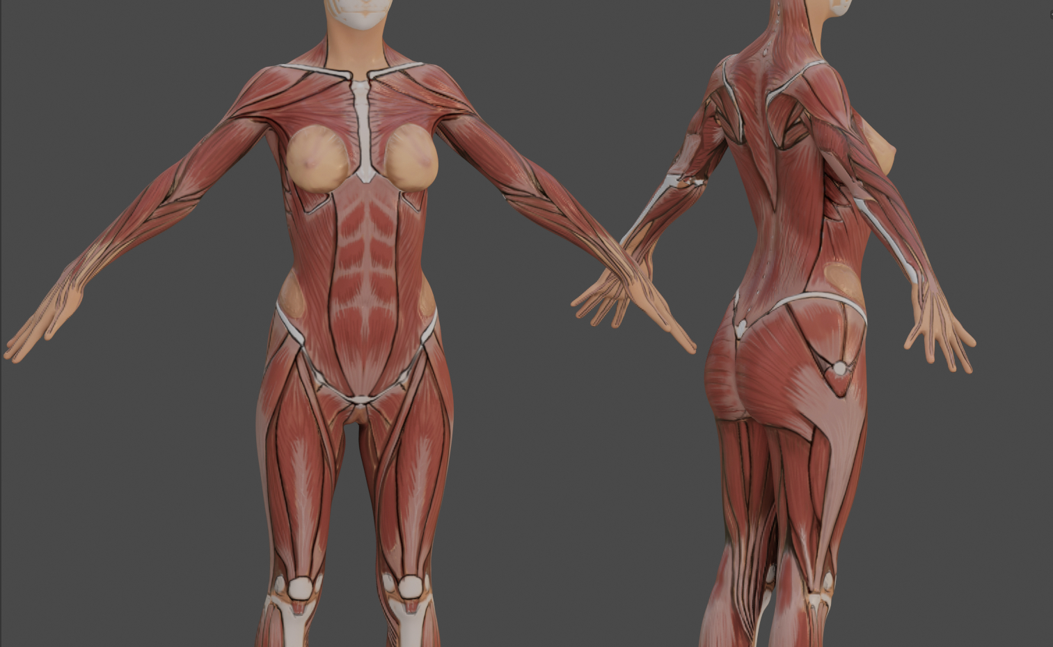 Тело женщины анатомия