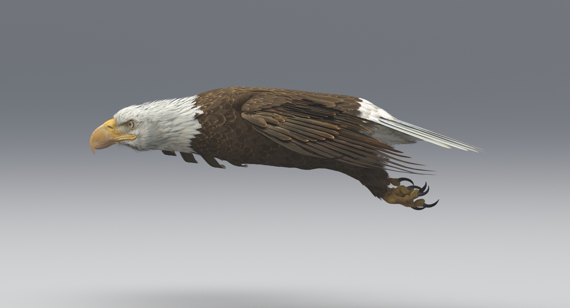 3d american bald eagle animations