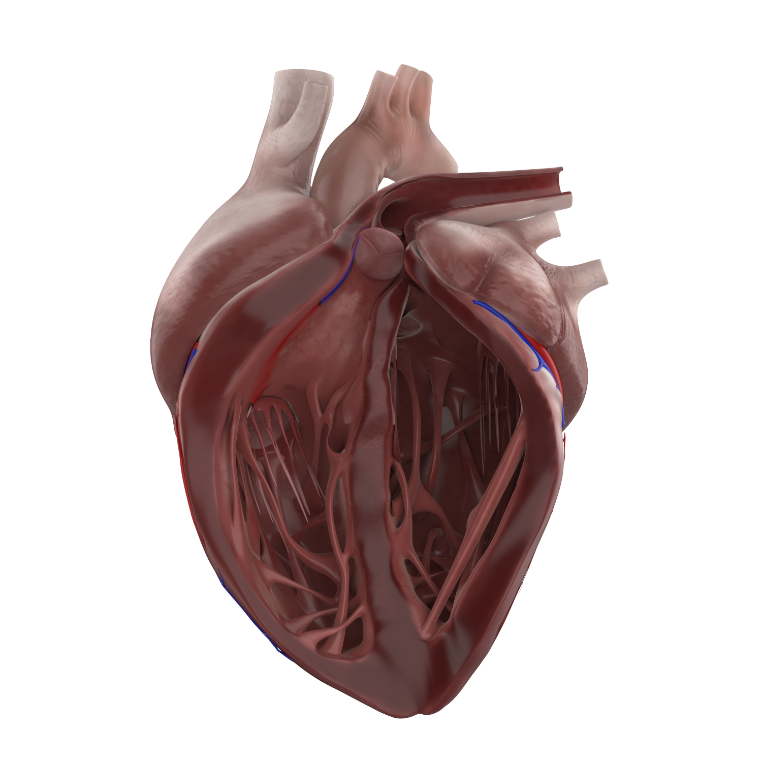 详细的人类心脏解剖3d模型