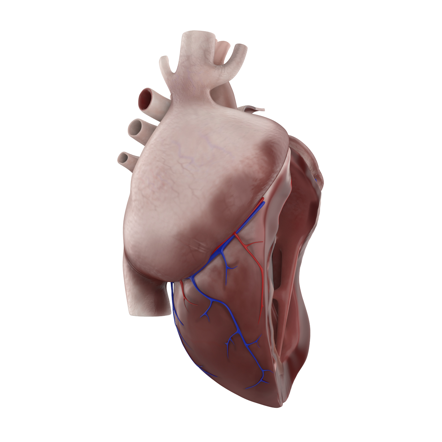 详细的人类心脏解剖3d模型