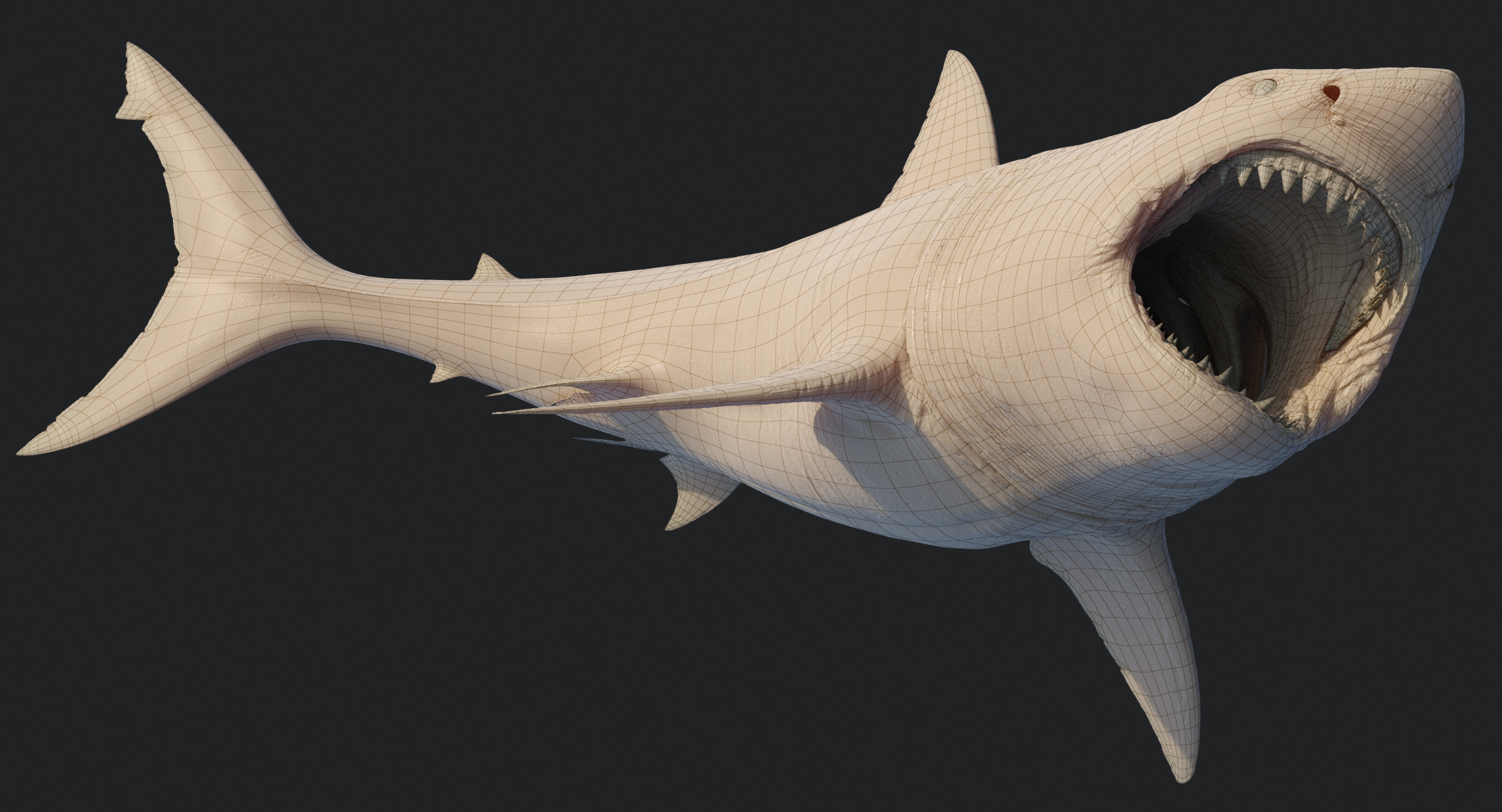 大鲨鱼白色动画3d模型