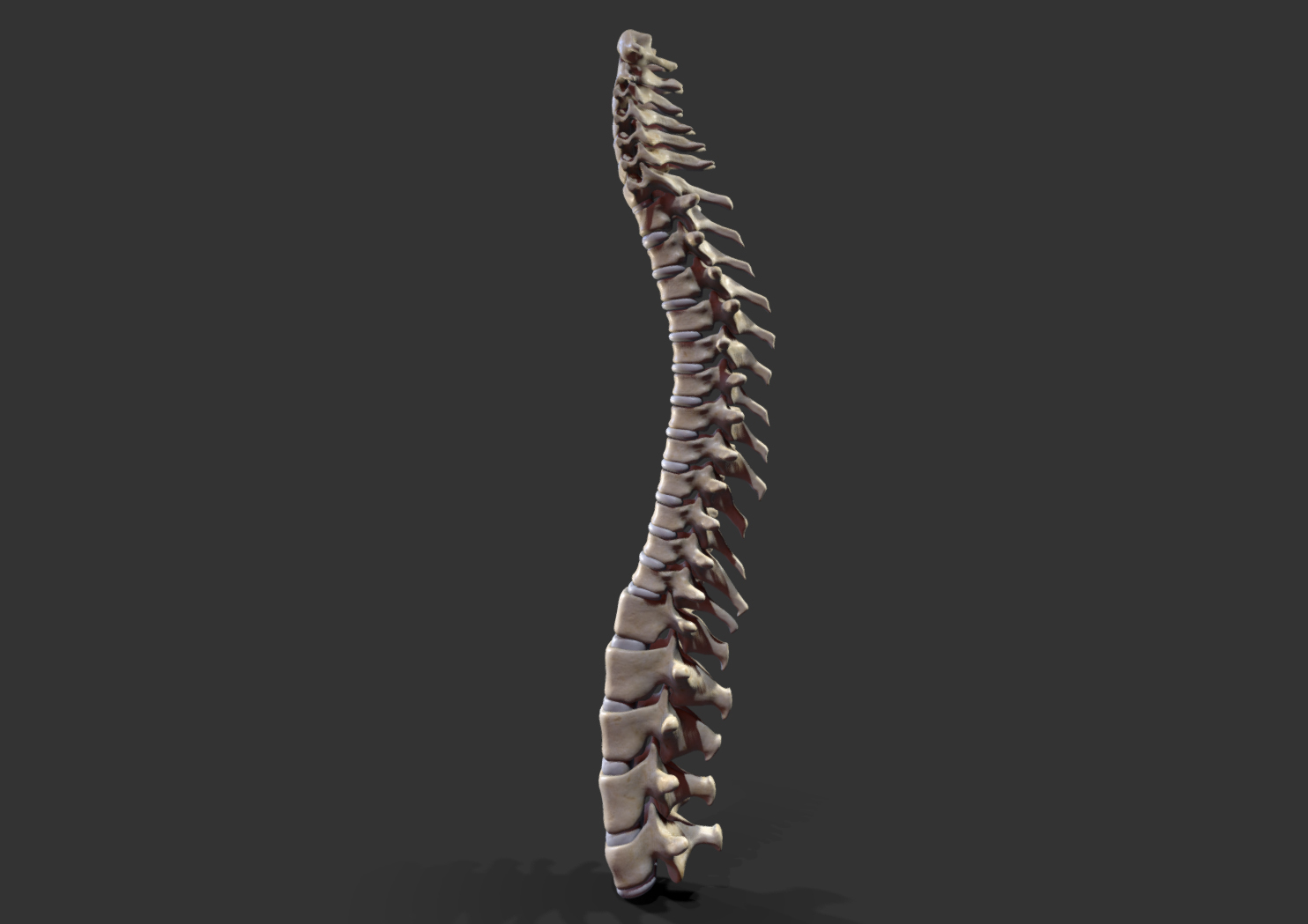 椎骨(脊柱)柱3d模型