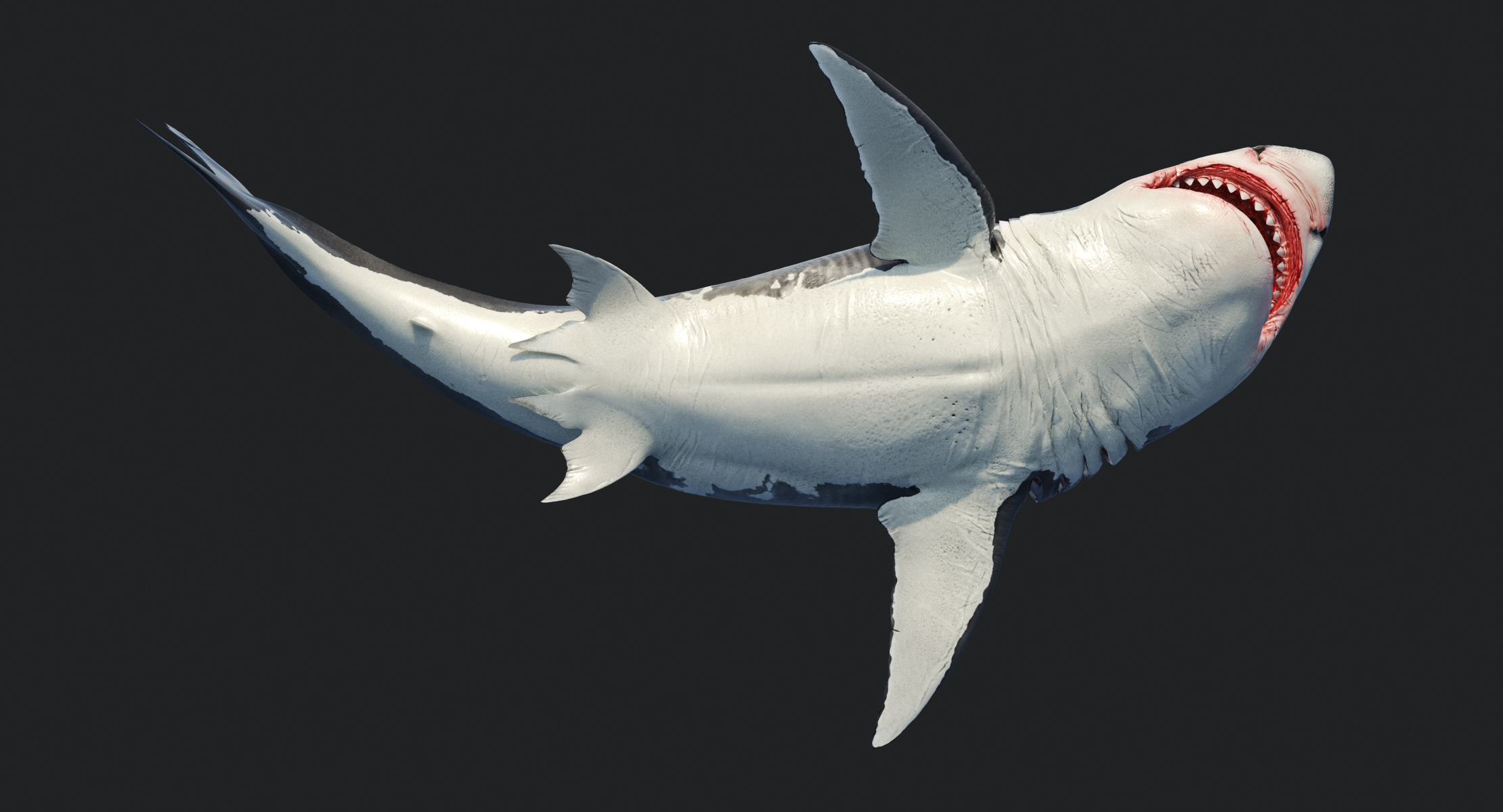 大鲨鱼白色索具3d模型