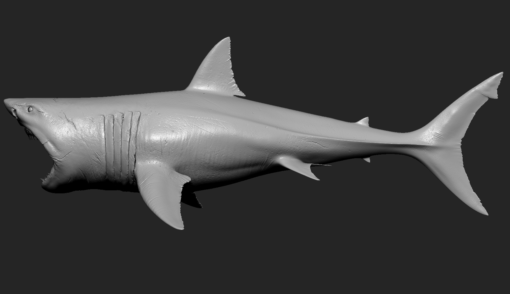 大鲨鱼白色动画3d模型
