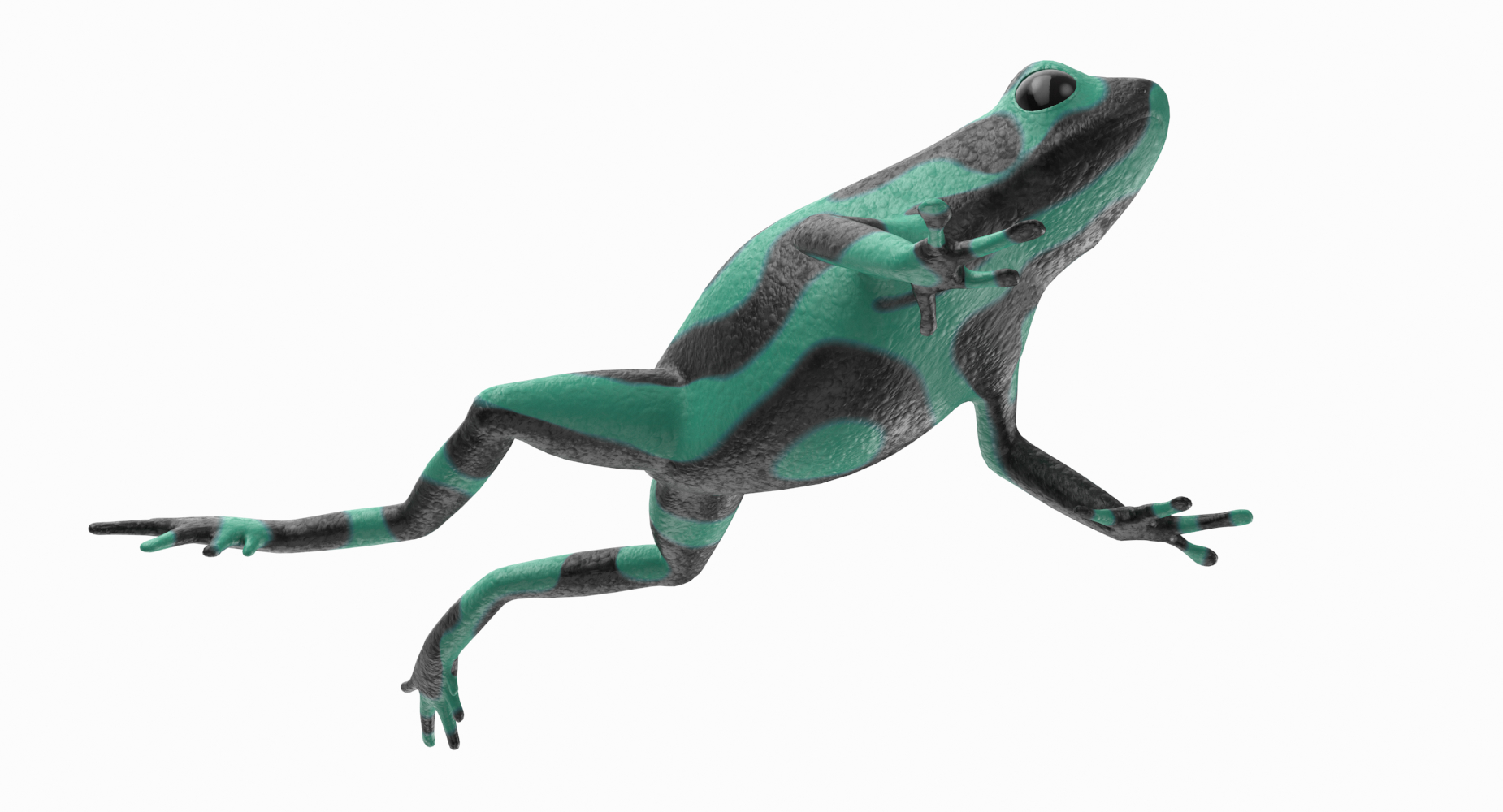 green poison dart frog 3d model