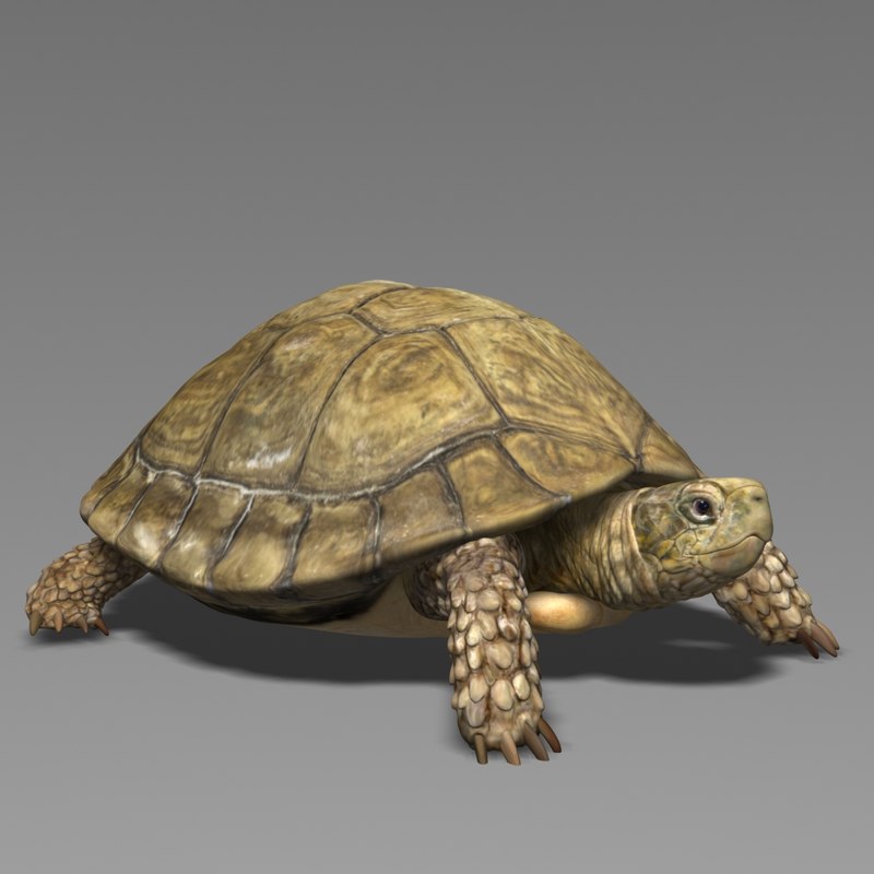3D Model Turtle Realistic TurboSquid 1379744