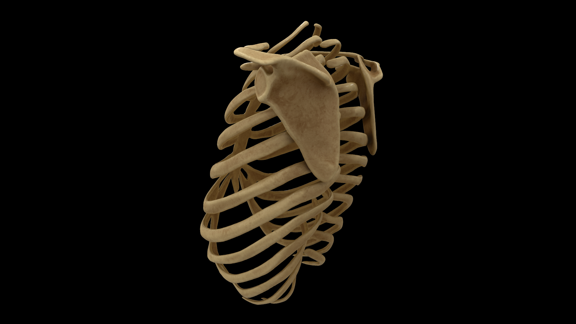 肋骨和肩胛骨骨骼系统3d模型