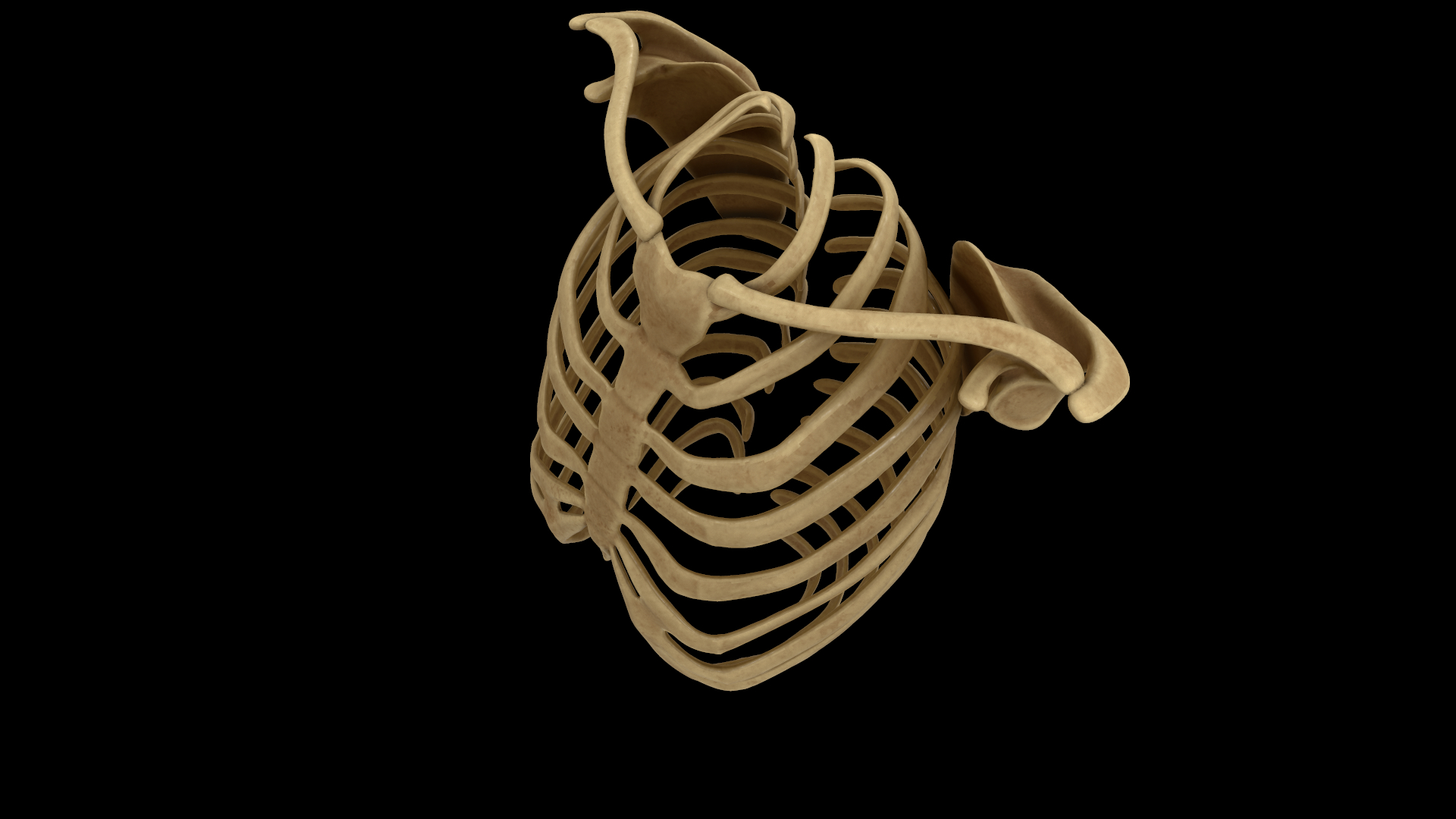3d rib scapular skeleton model