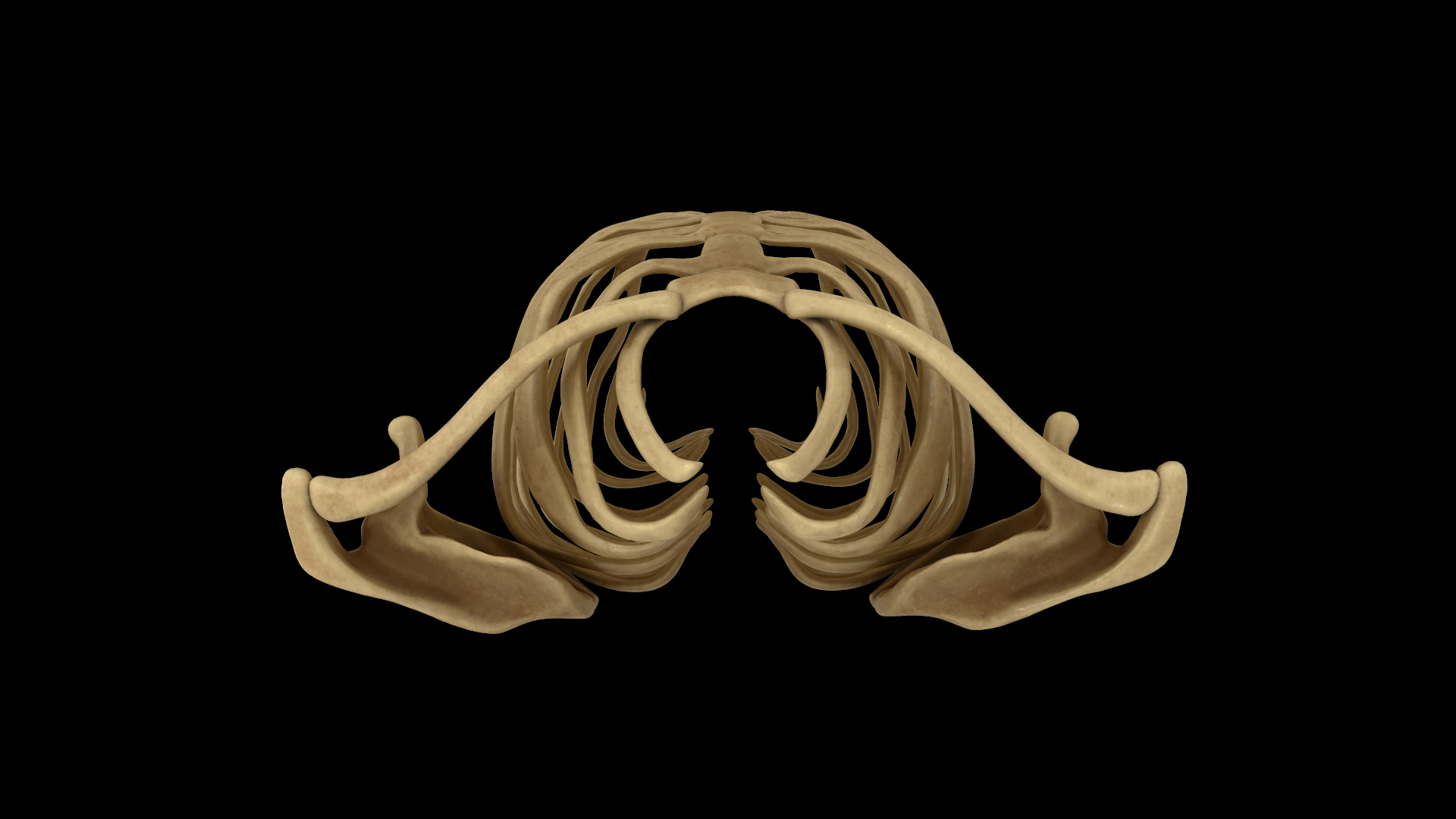 肋骨和肩胛骨骨骼系统3d模型