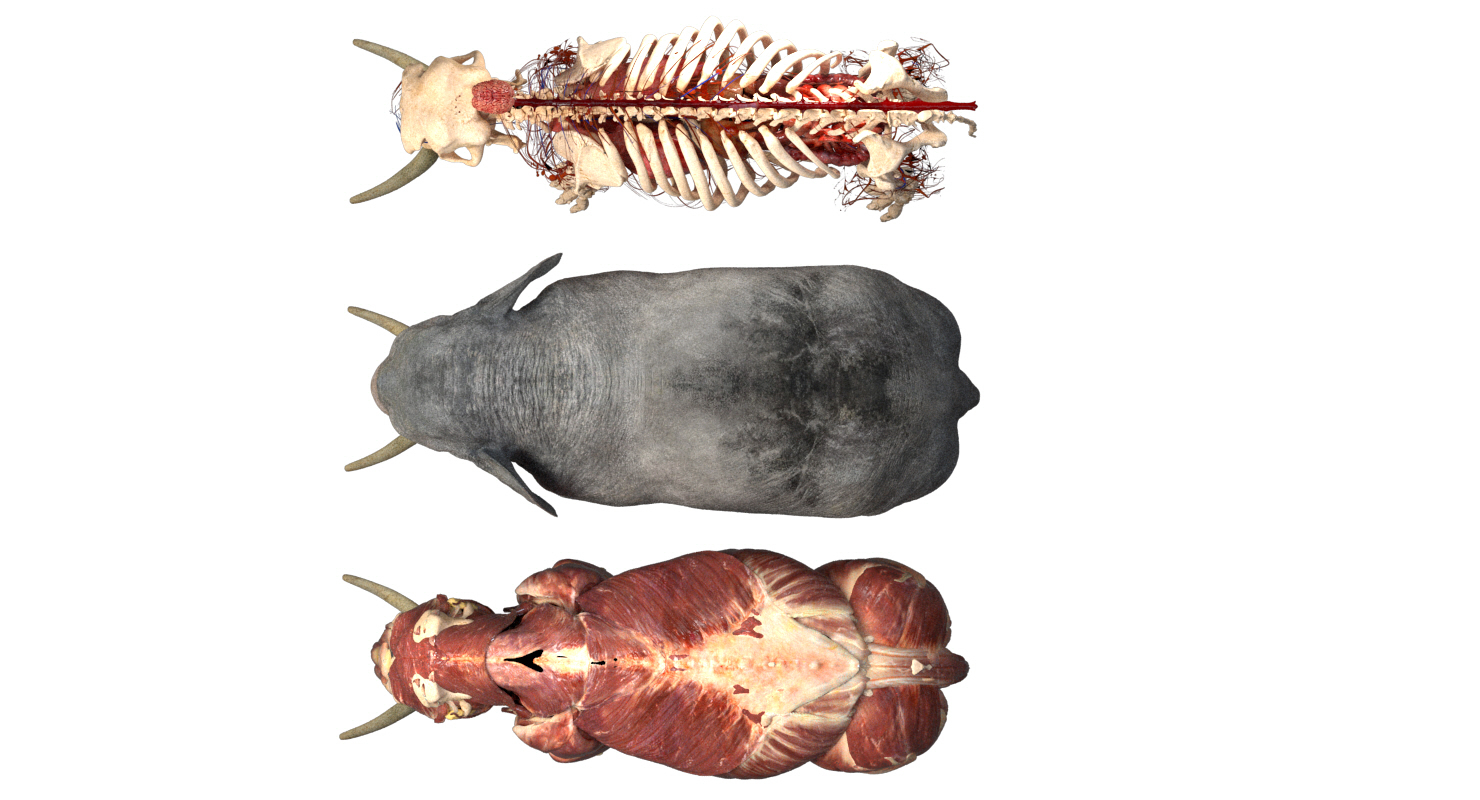 亚洲大象解剖学3d模型