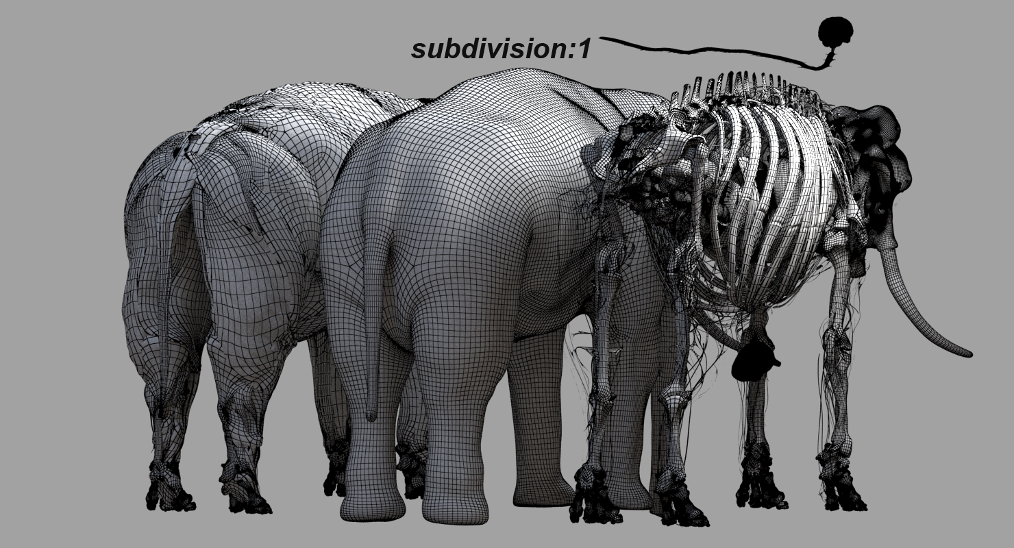 亚洲大象解剖学3d模型