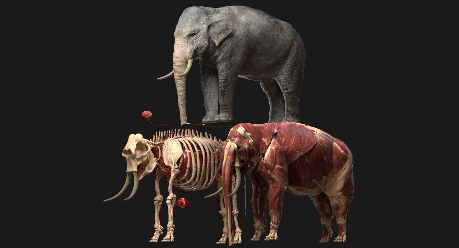 亚洲大象解剖学3d模型