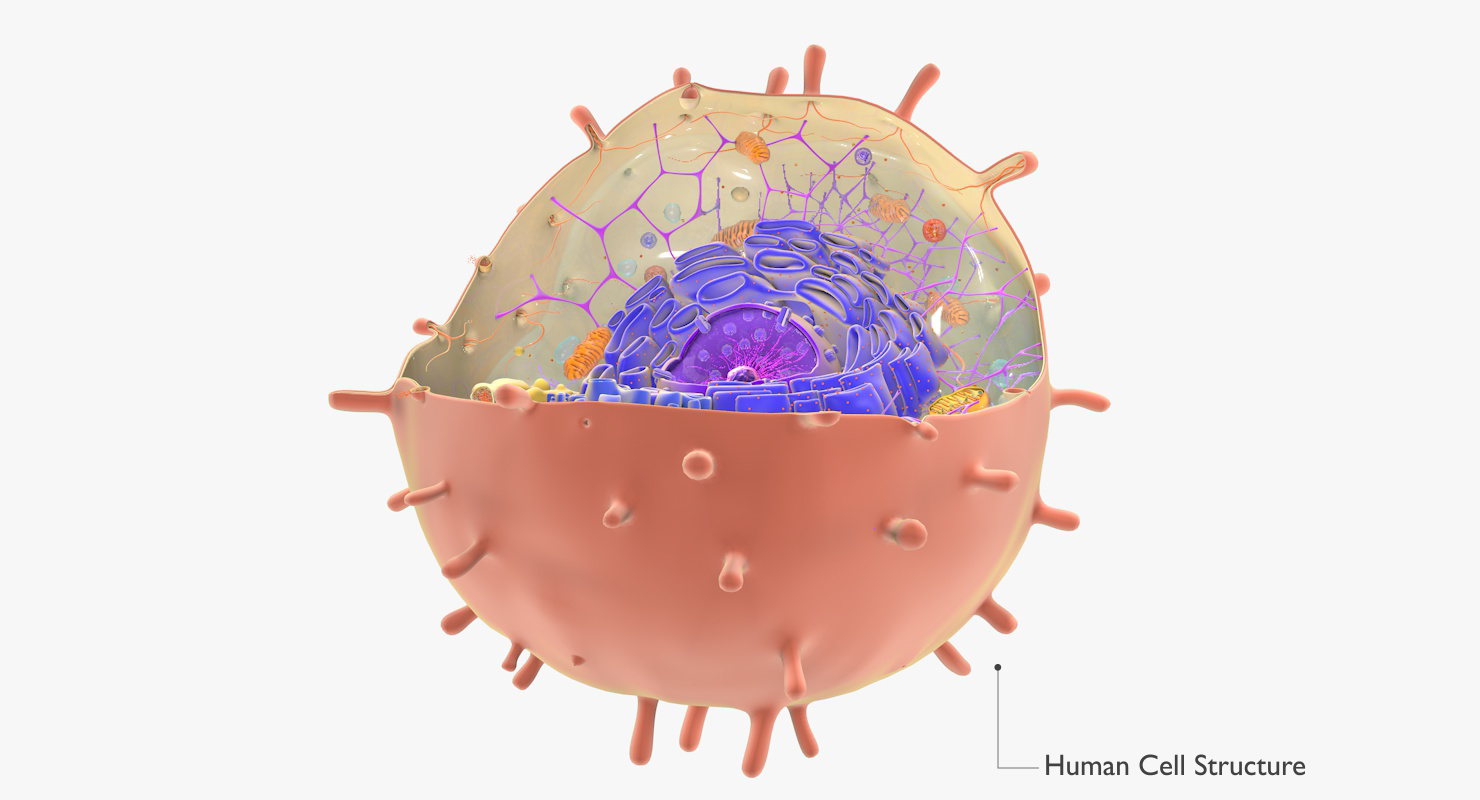 人体细胞3d模型