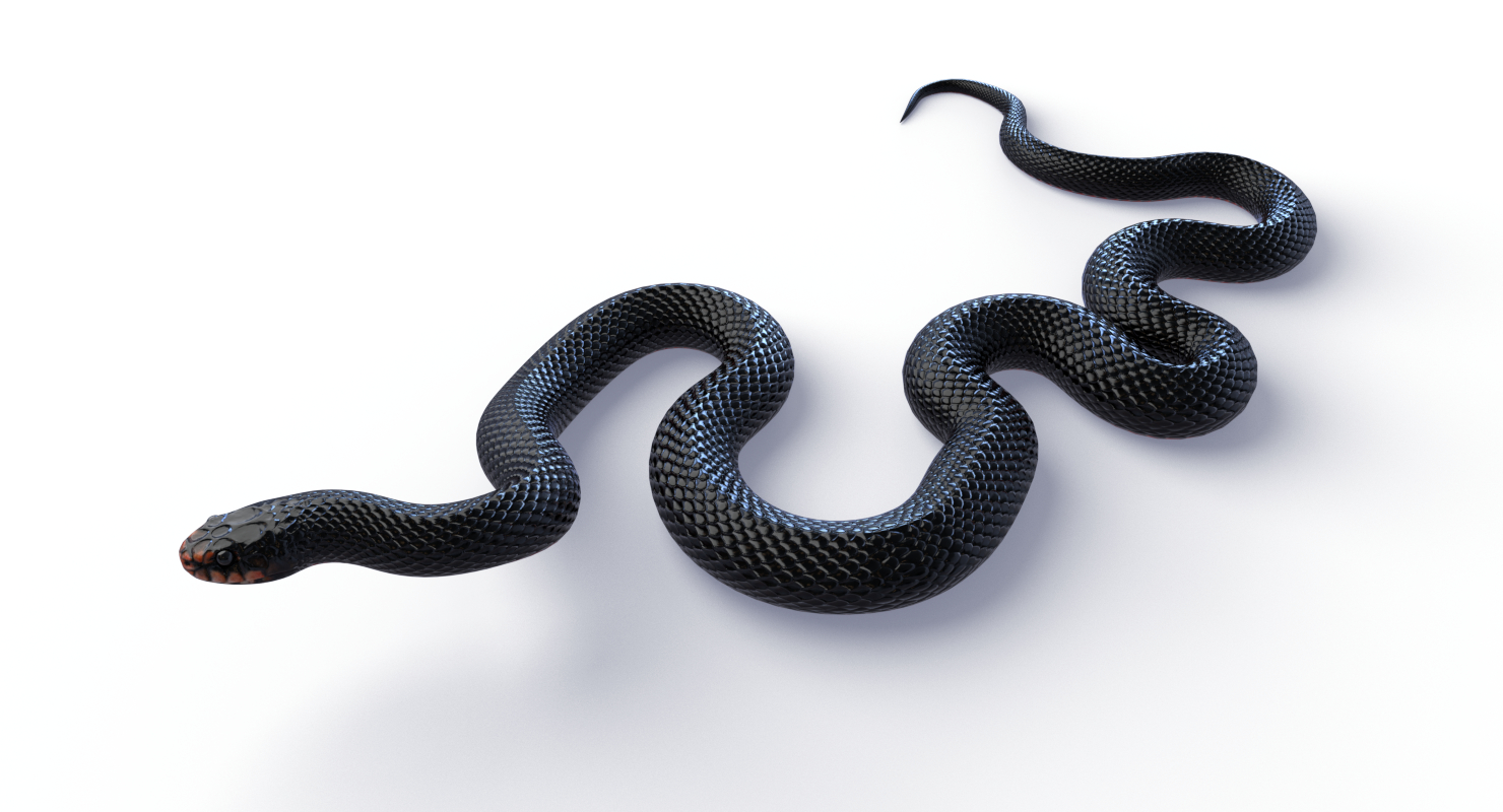 red bellied black snake 3d model