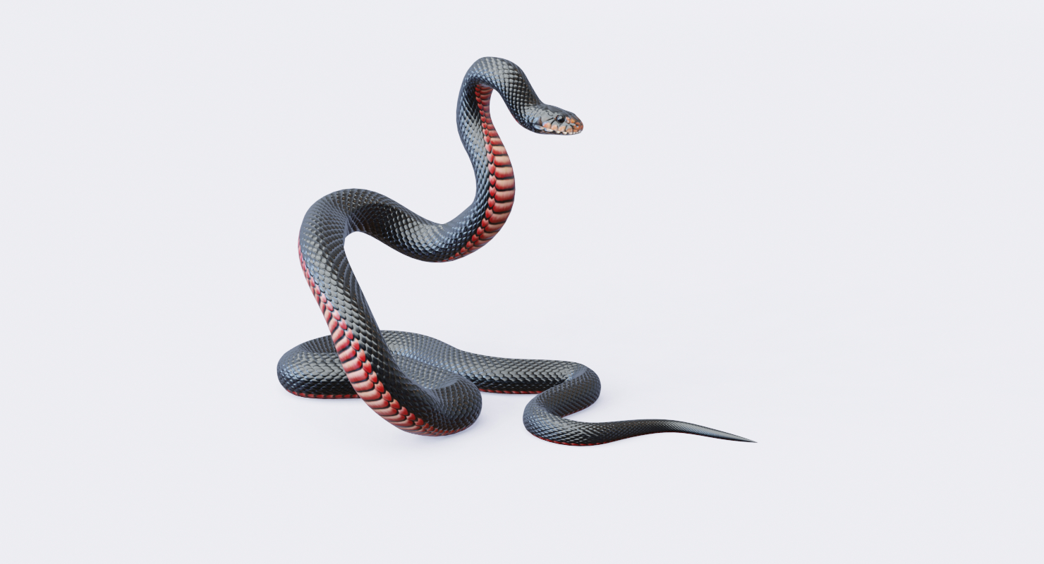 red bellied black snake 3d model