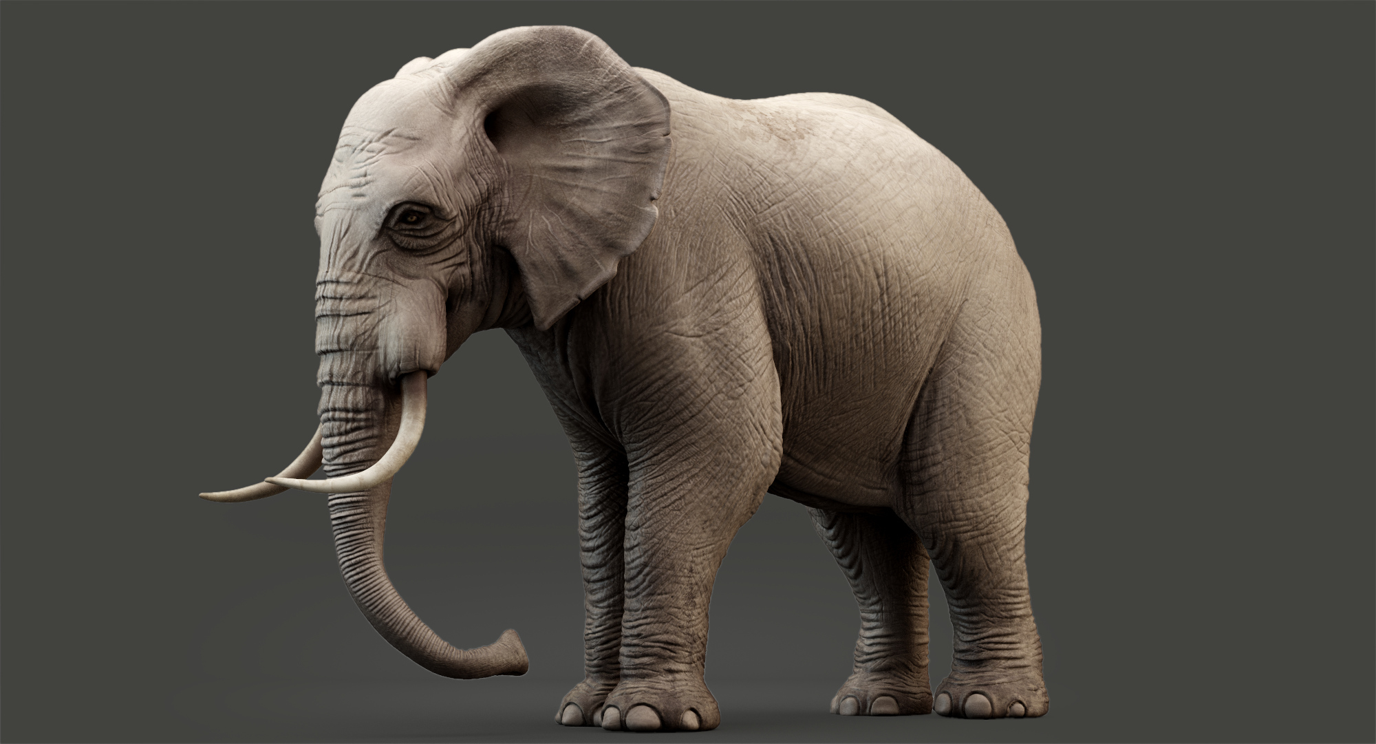 动画大象3d模型3d模型