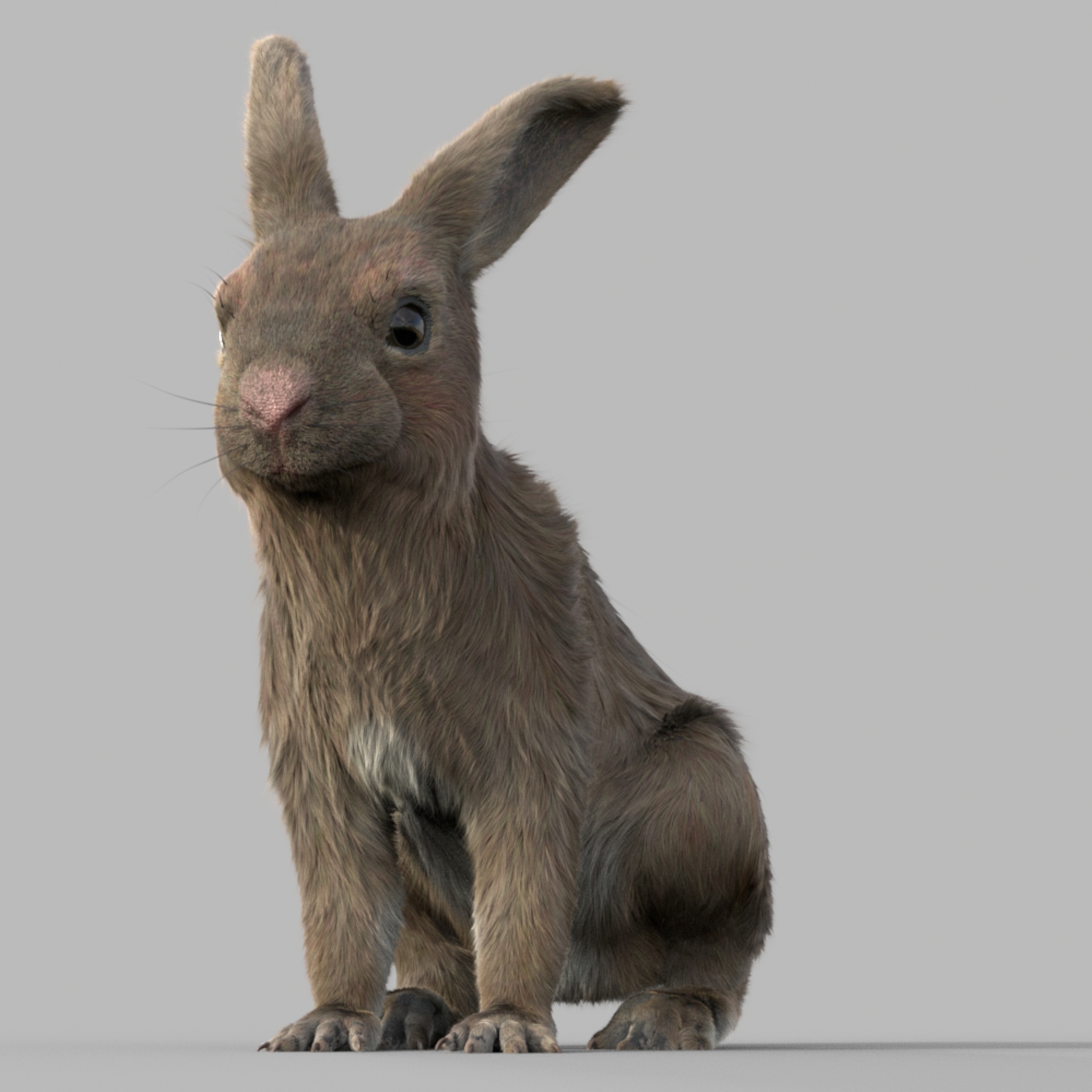 兔子(fur)(rigged)3d模型