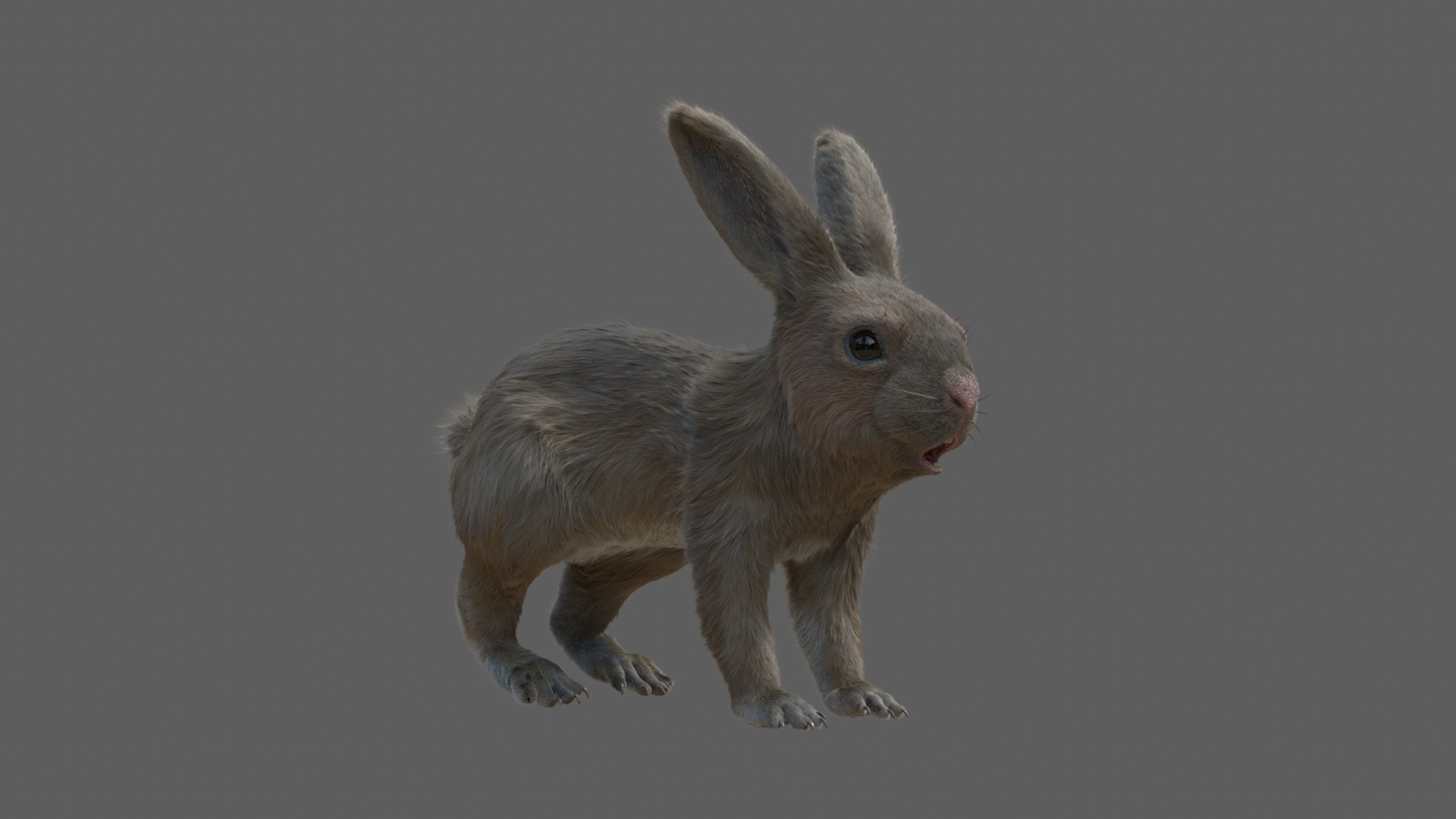 兔子(fur)(rigged)3d模型
