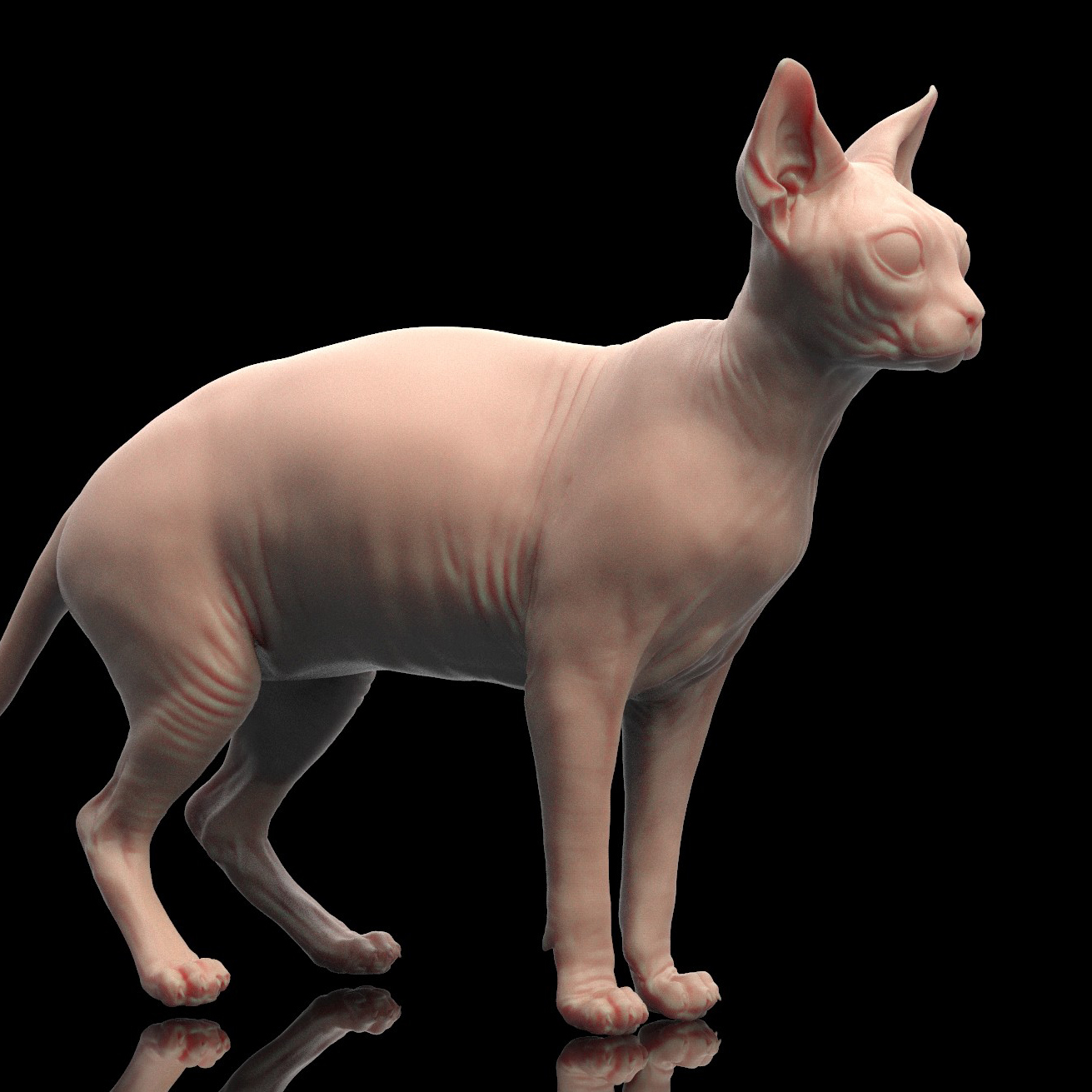 sphynx cat 3d obj