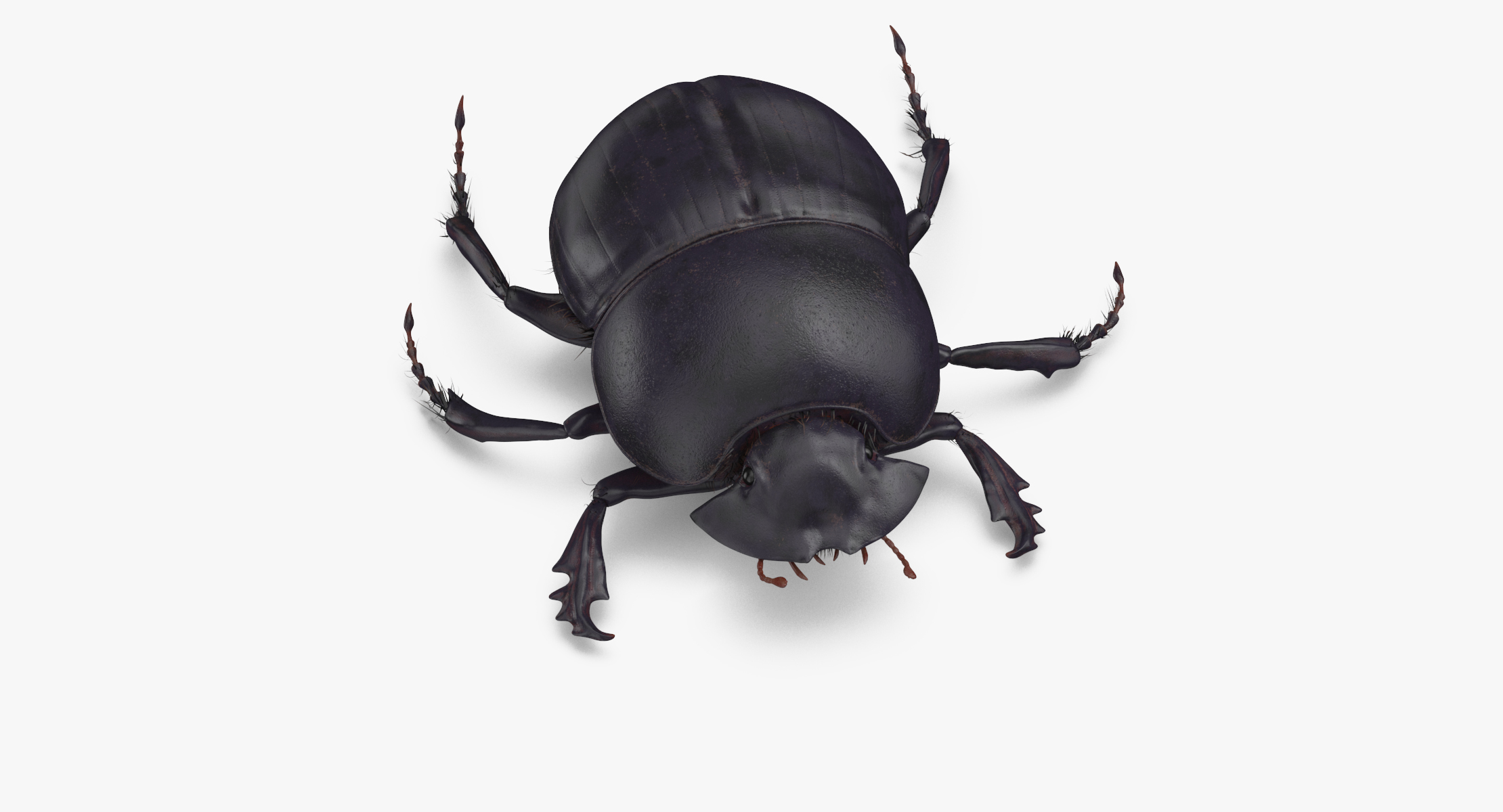 3d black scarab beetle