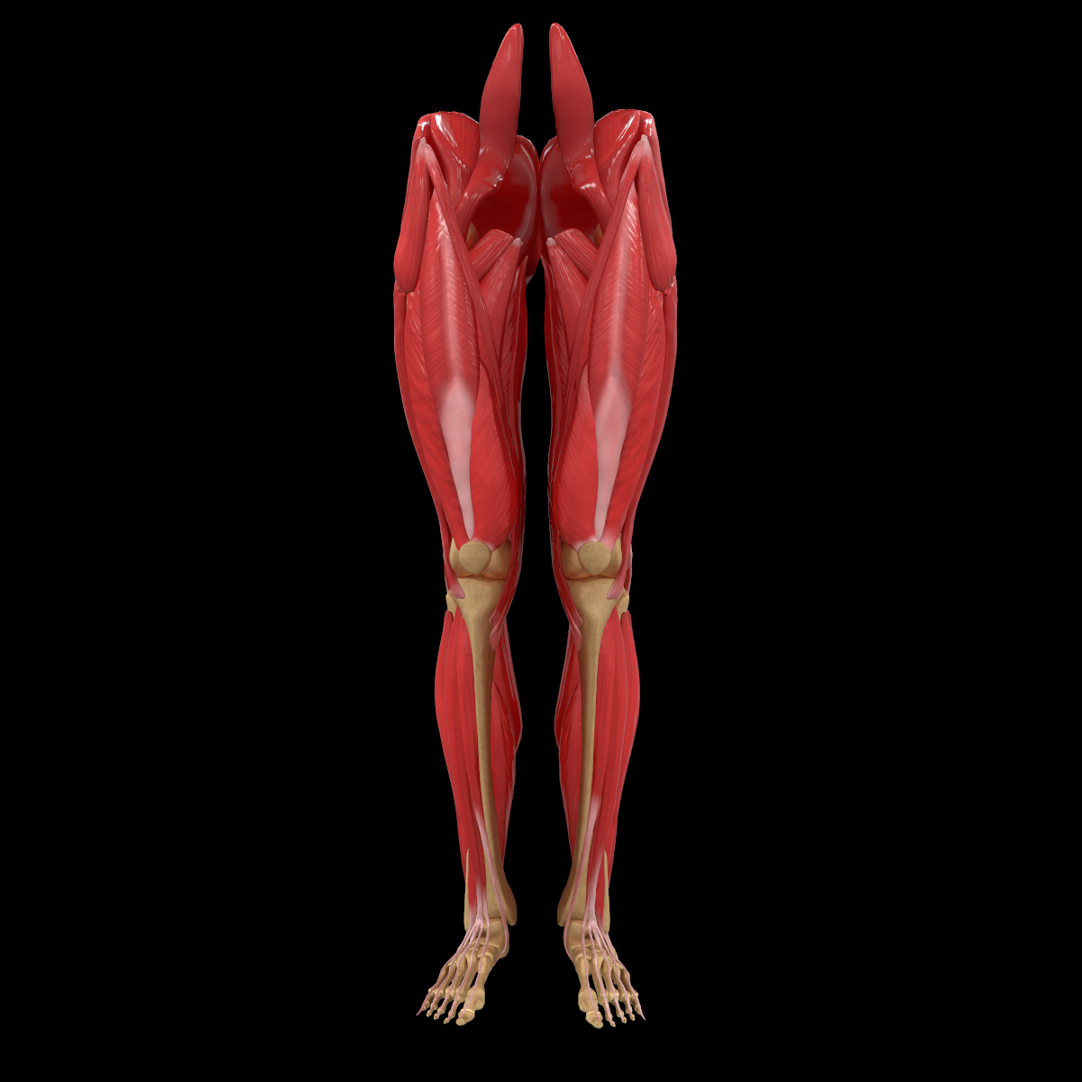 人体腿部肌肉骨骼解剖学3d模型