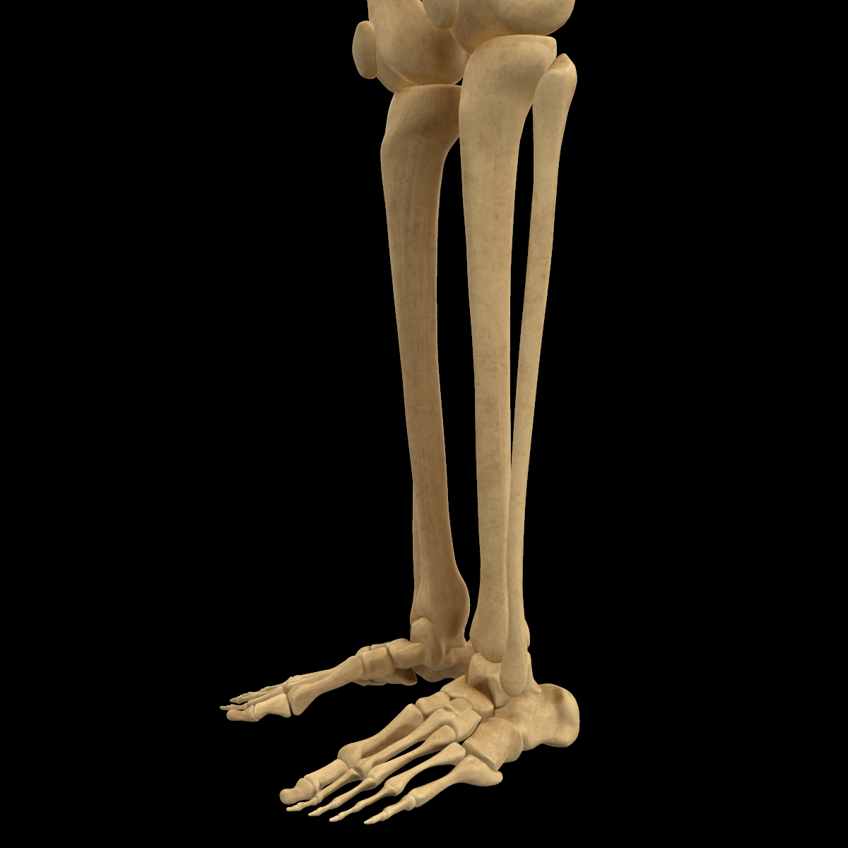 人体腿部肌肉骨骼解剖学3d模型