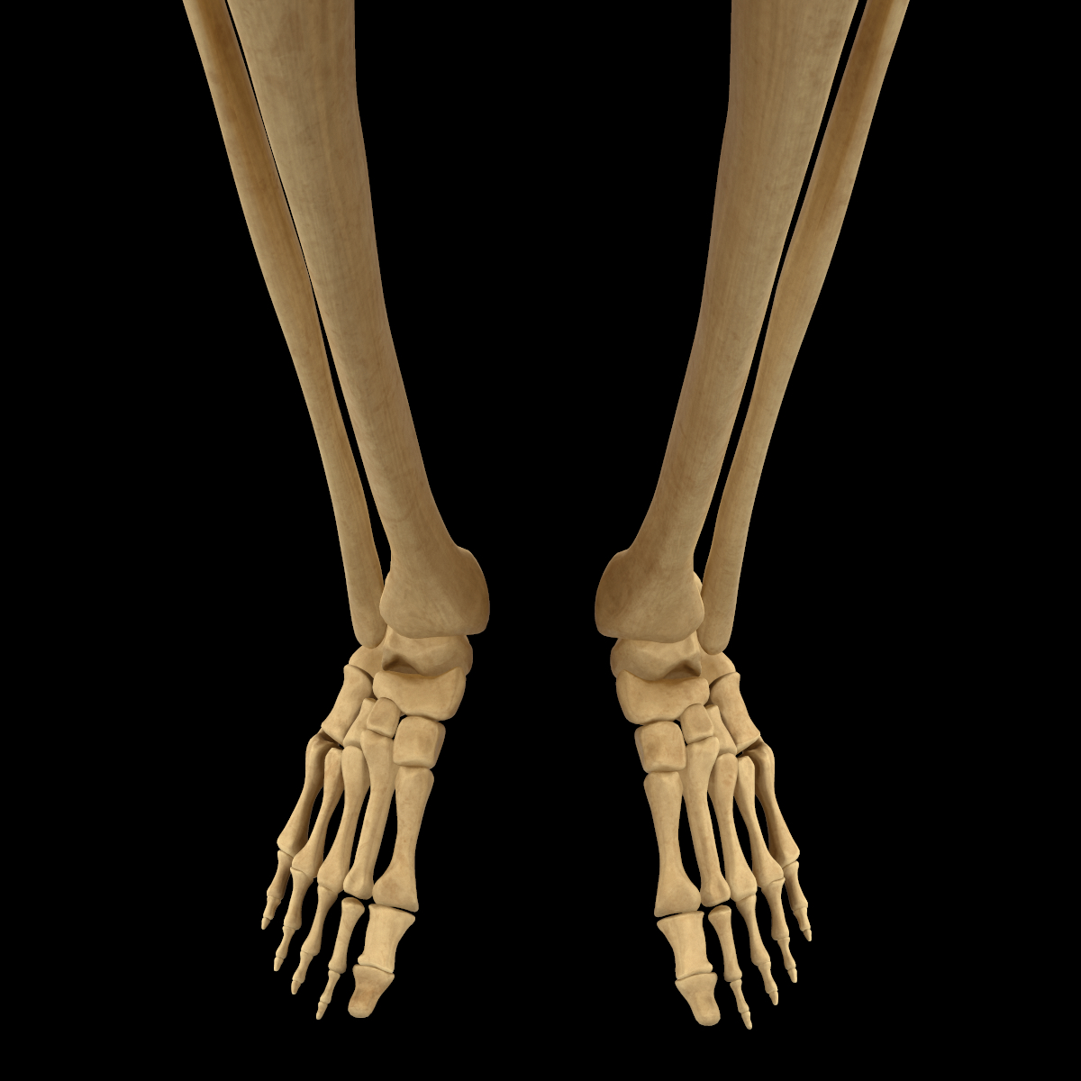 人体腿部肌肉骨骼解剖学3d模型