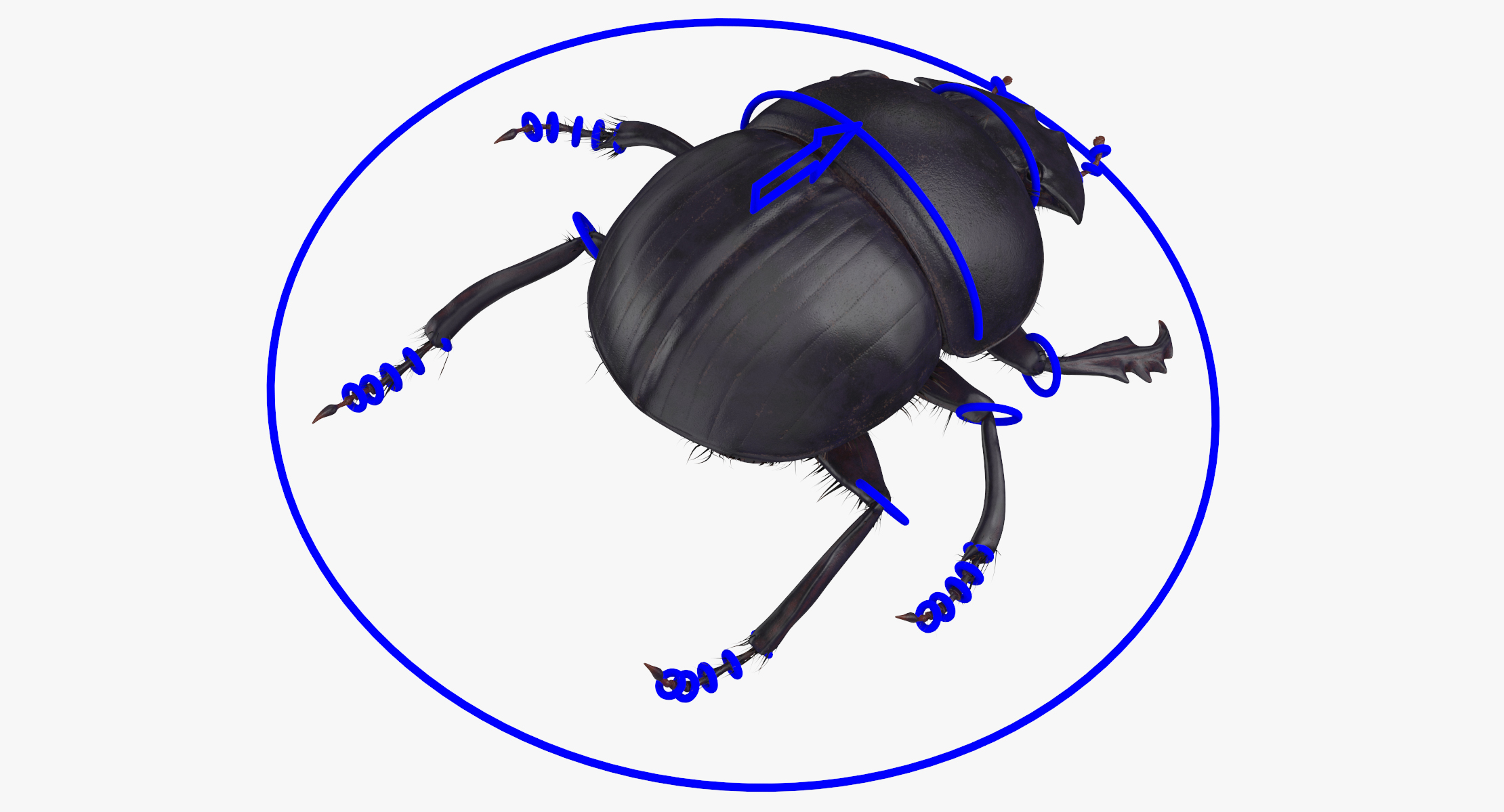 3d black scarab beetle