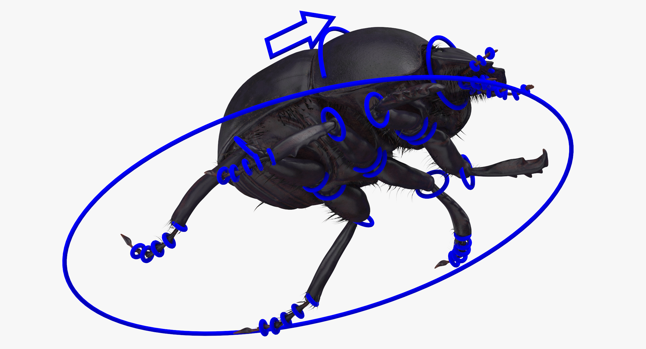 3d black scarab beetle