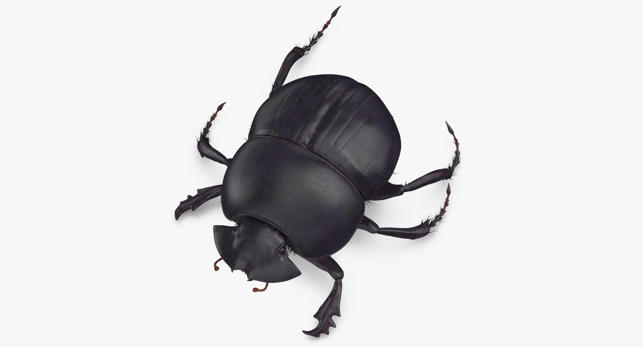 3d black scarab beetle